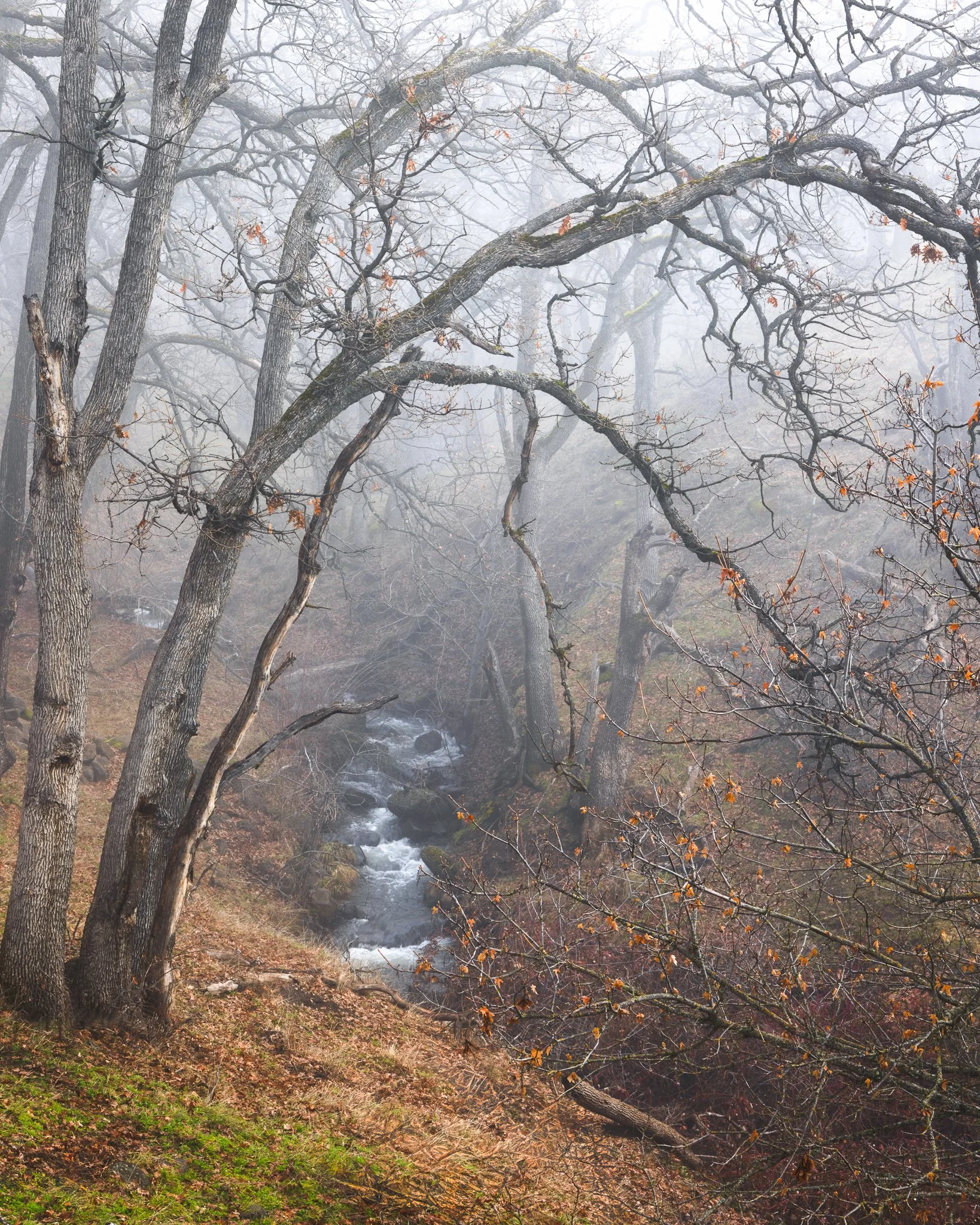 A foggy forest scene with leafless trees and a small stream flowing through the woods.