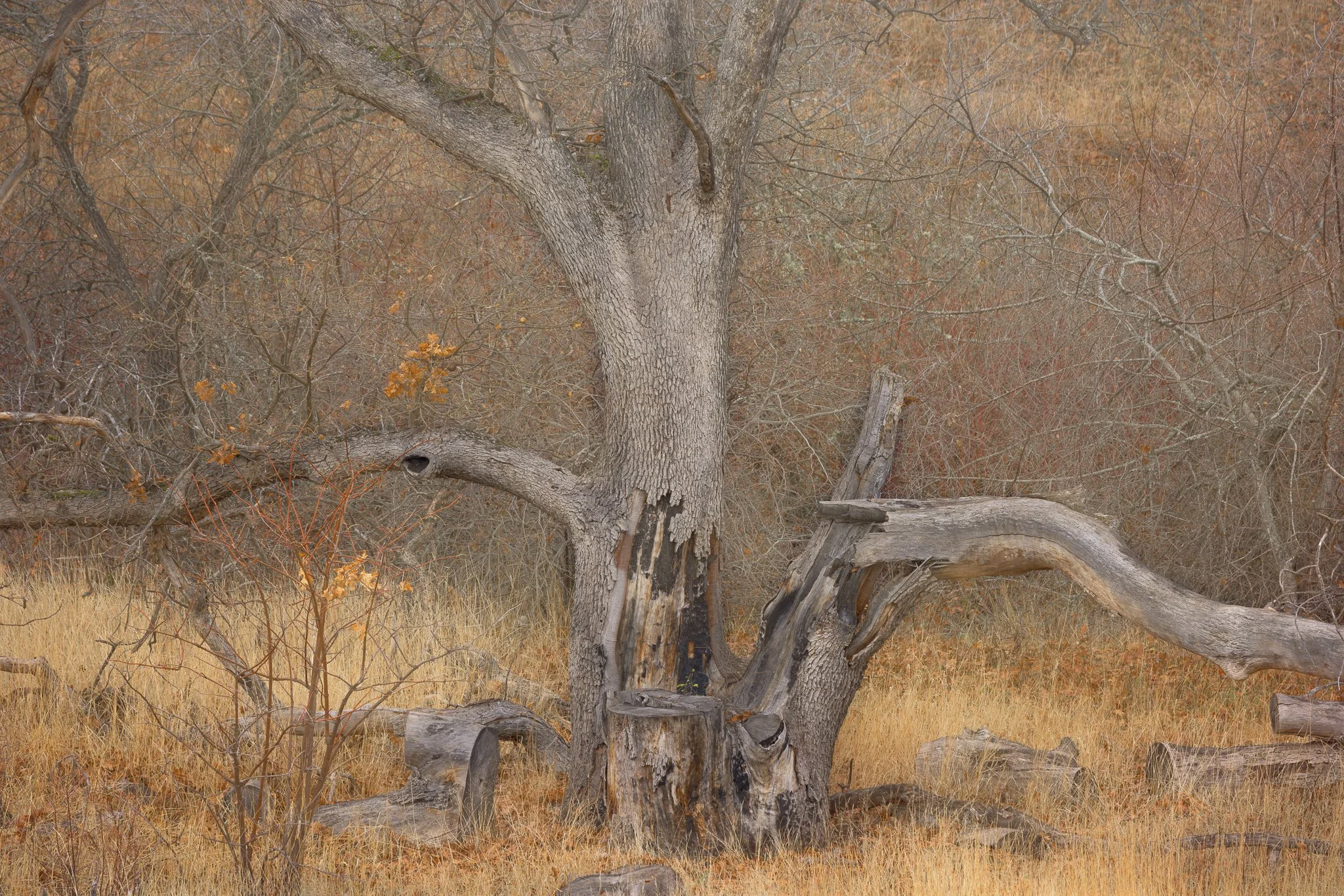 Embers of your Soul | Columbia Hills State Park, Washington | 2024