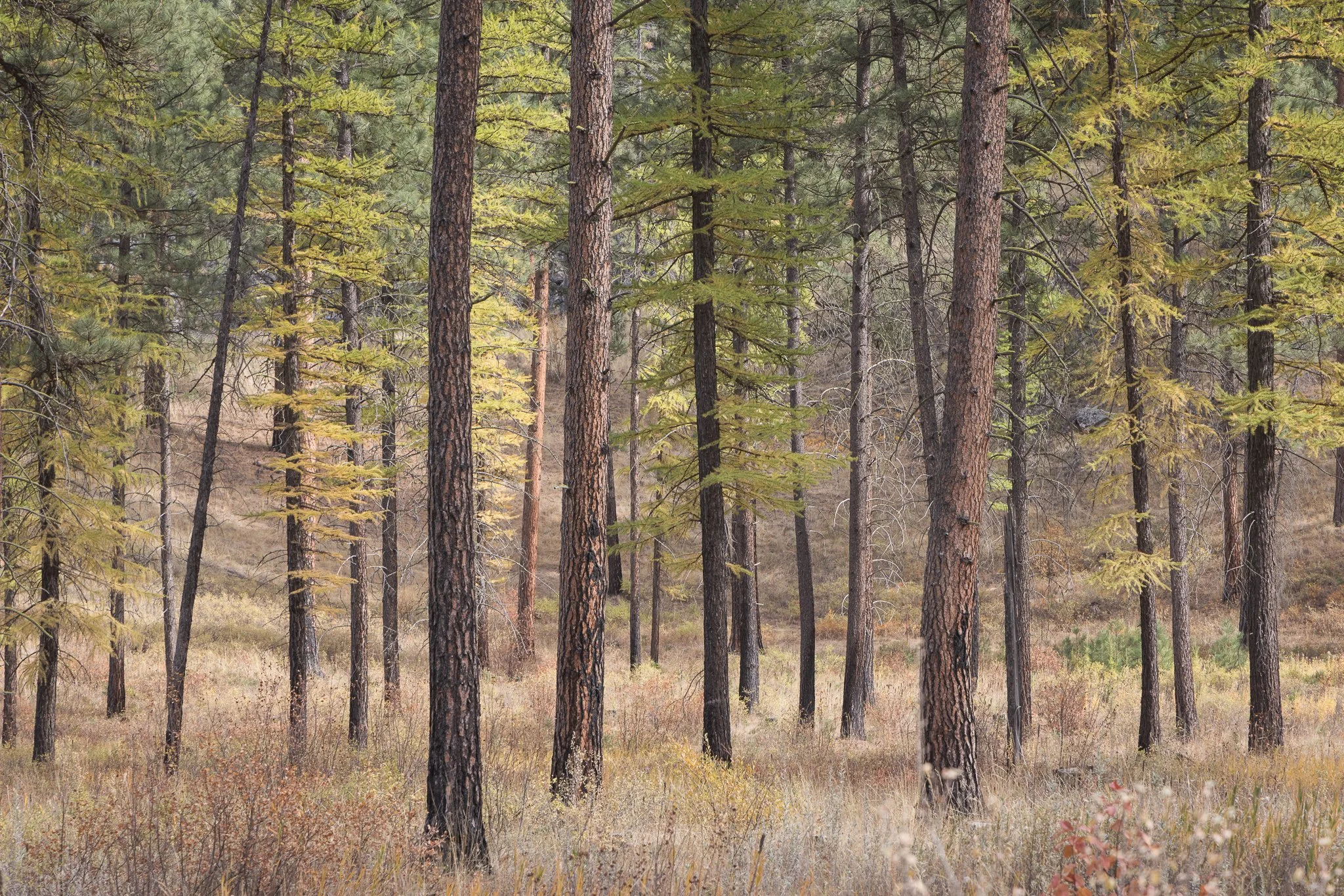 A forest with tall pine trees and dry grass on the ground.