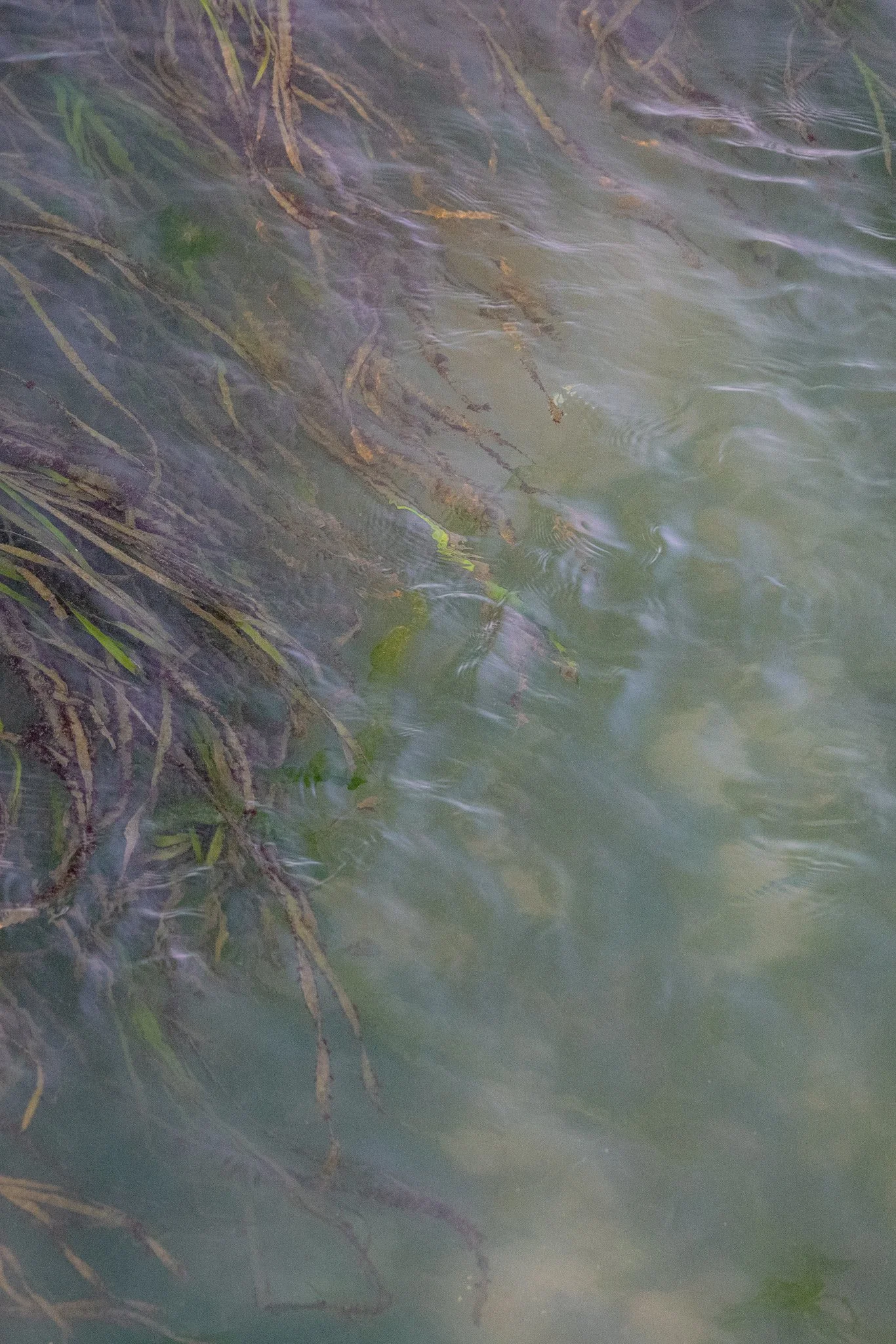 Watercolor Flow | Oregon Coast | 2024