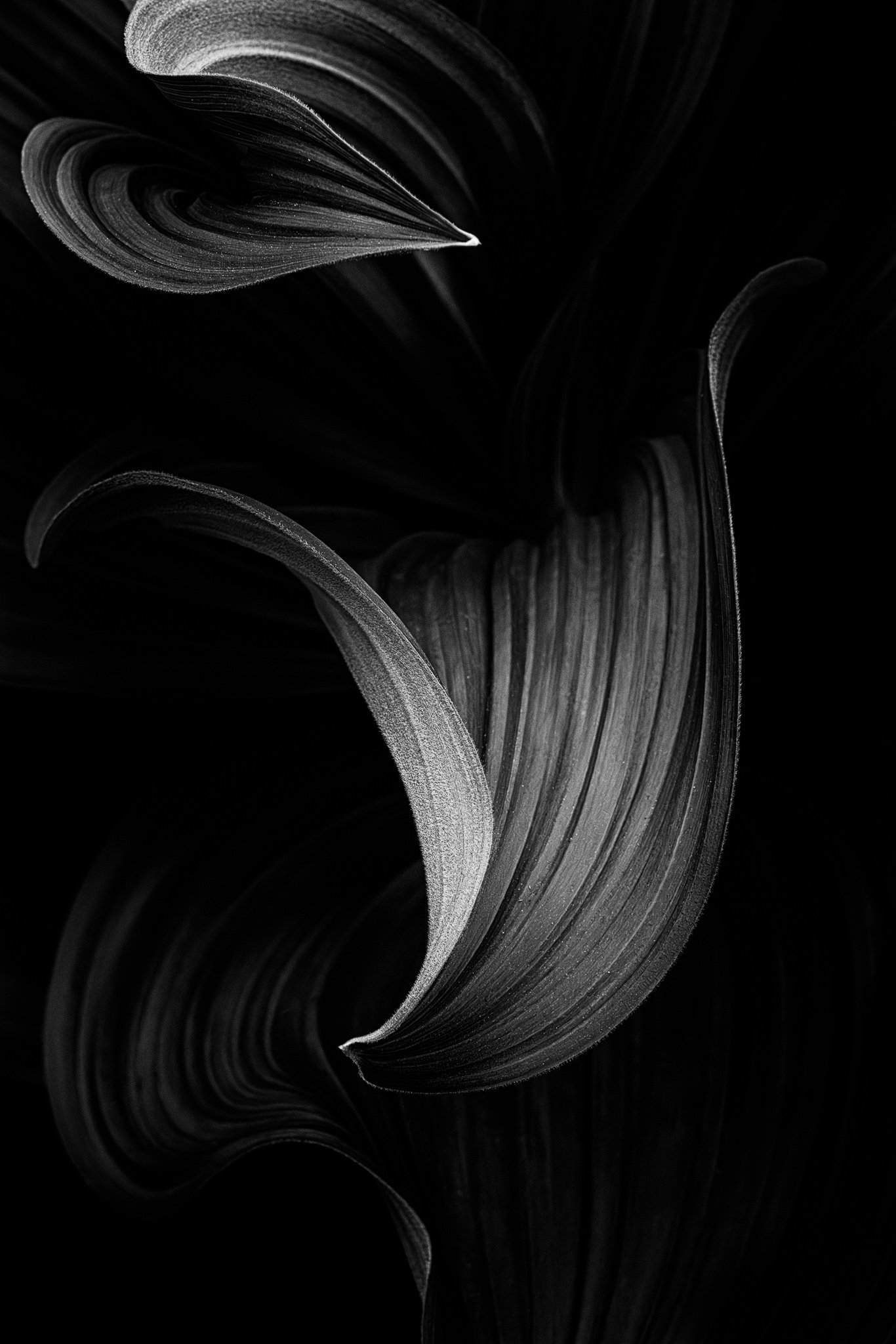 The Breakup | Mt Hood, Oregon | 2025