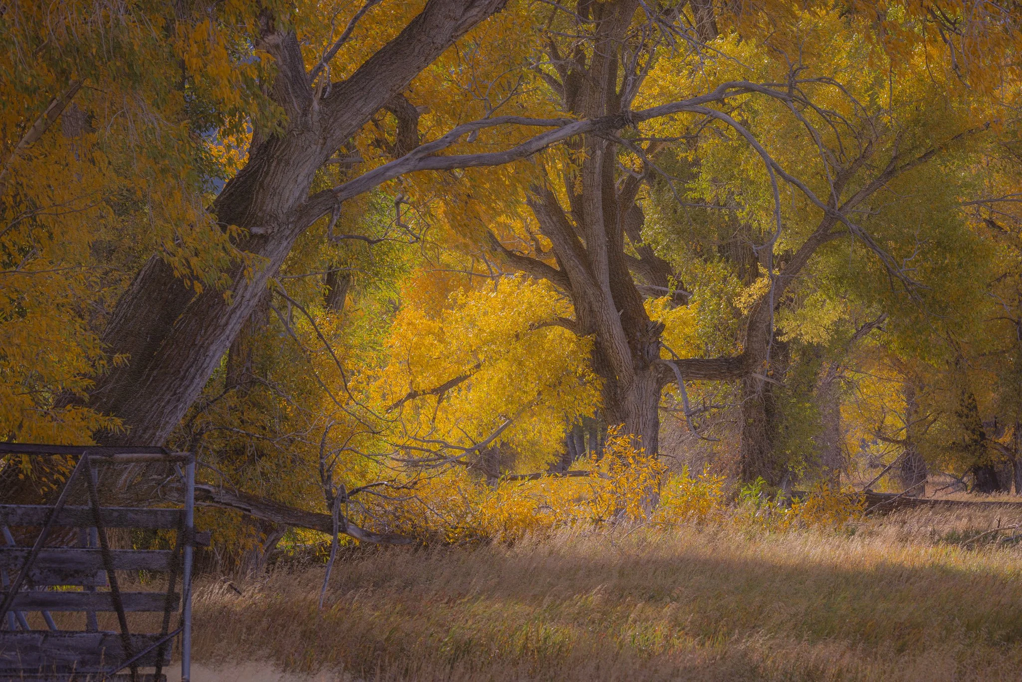 When the Light Settles | Grand Teton National Park, Wyoming | 2025