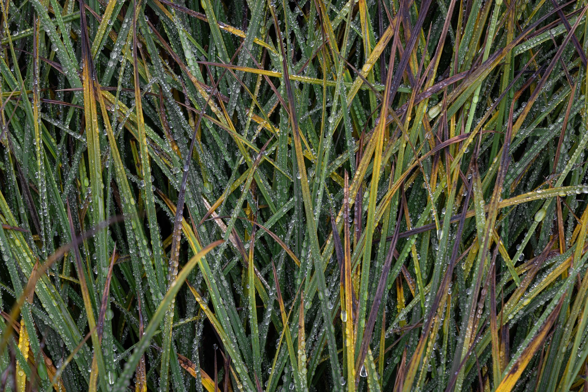 Designed by Nature | Mt Rainer National Park, Washington | 2023