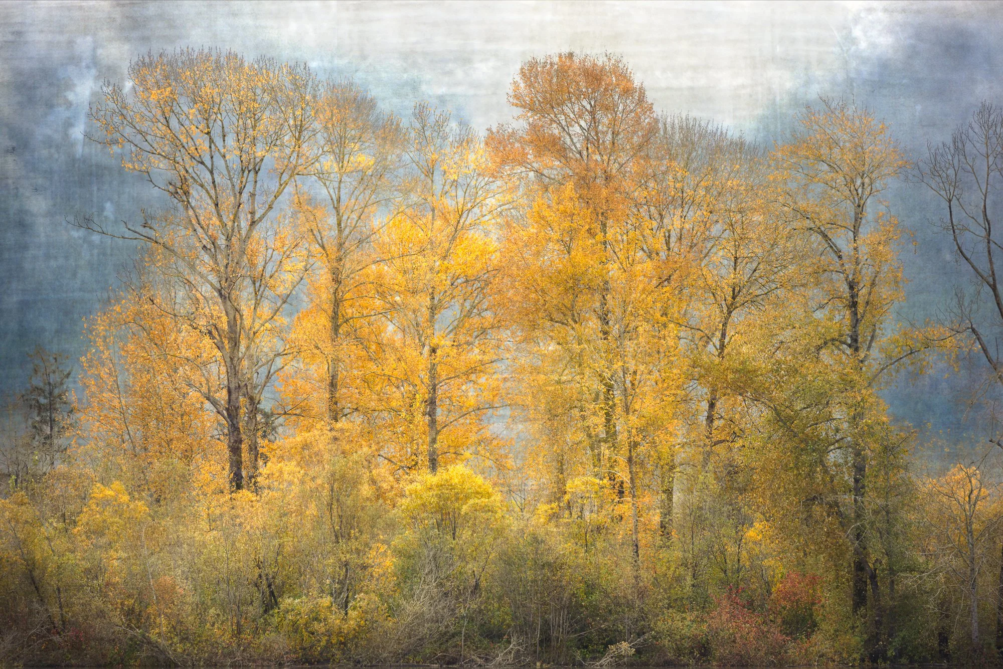 A forest with tall trees showing fall colors of yellow, orange, and some green, with a cloudy sky in the background.