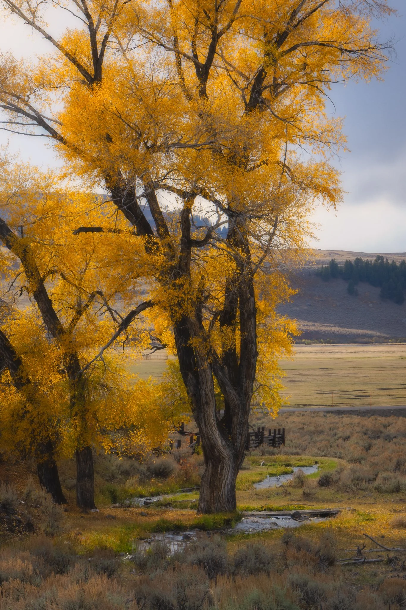 Showoff | Yellowstone National Park, Wyoming | 2025