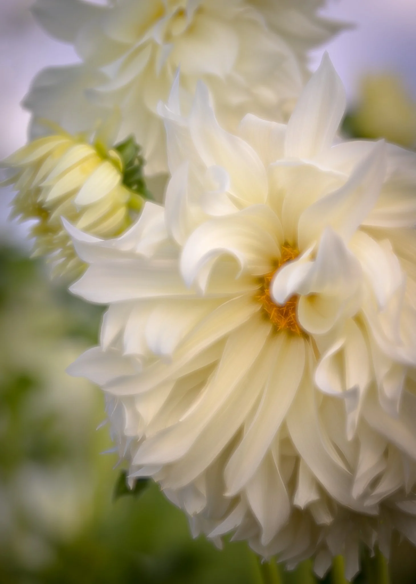 The Tender Field | Oregon | 2023