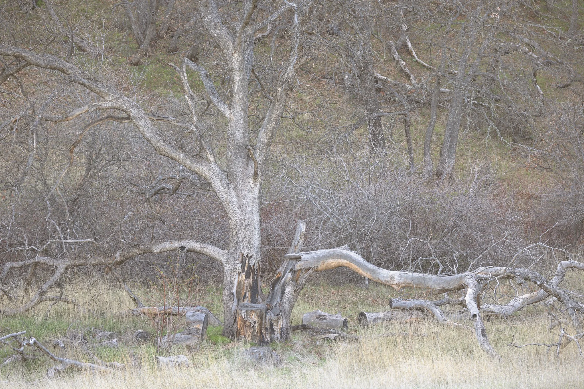 A Sentinel of Time  | Columbia Hills State Park, Oregon | 2023