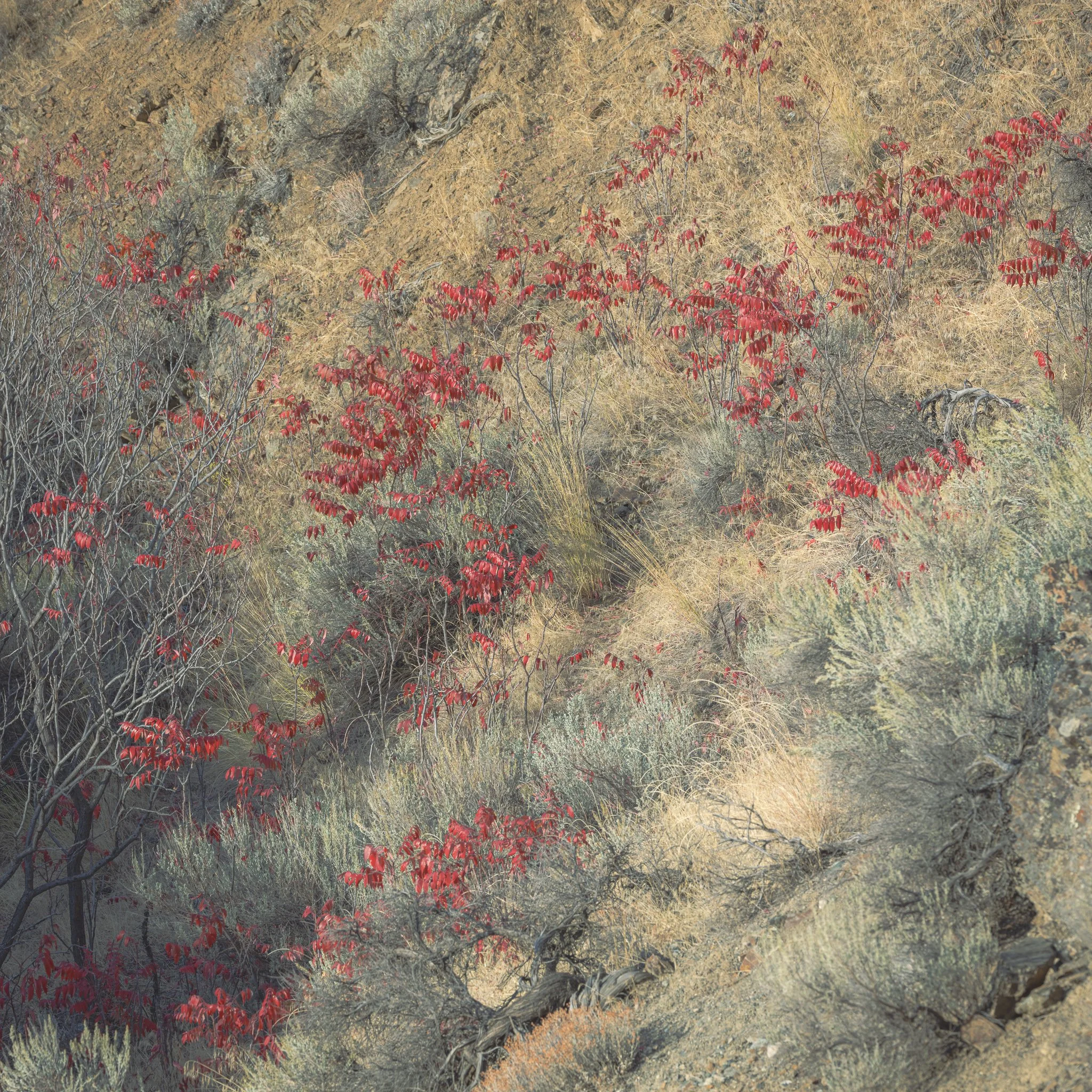 Autumn Rising Though Sage | North Central Washington | 2024