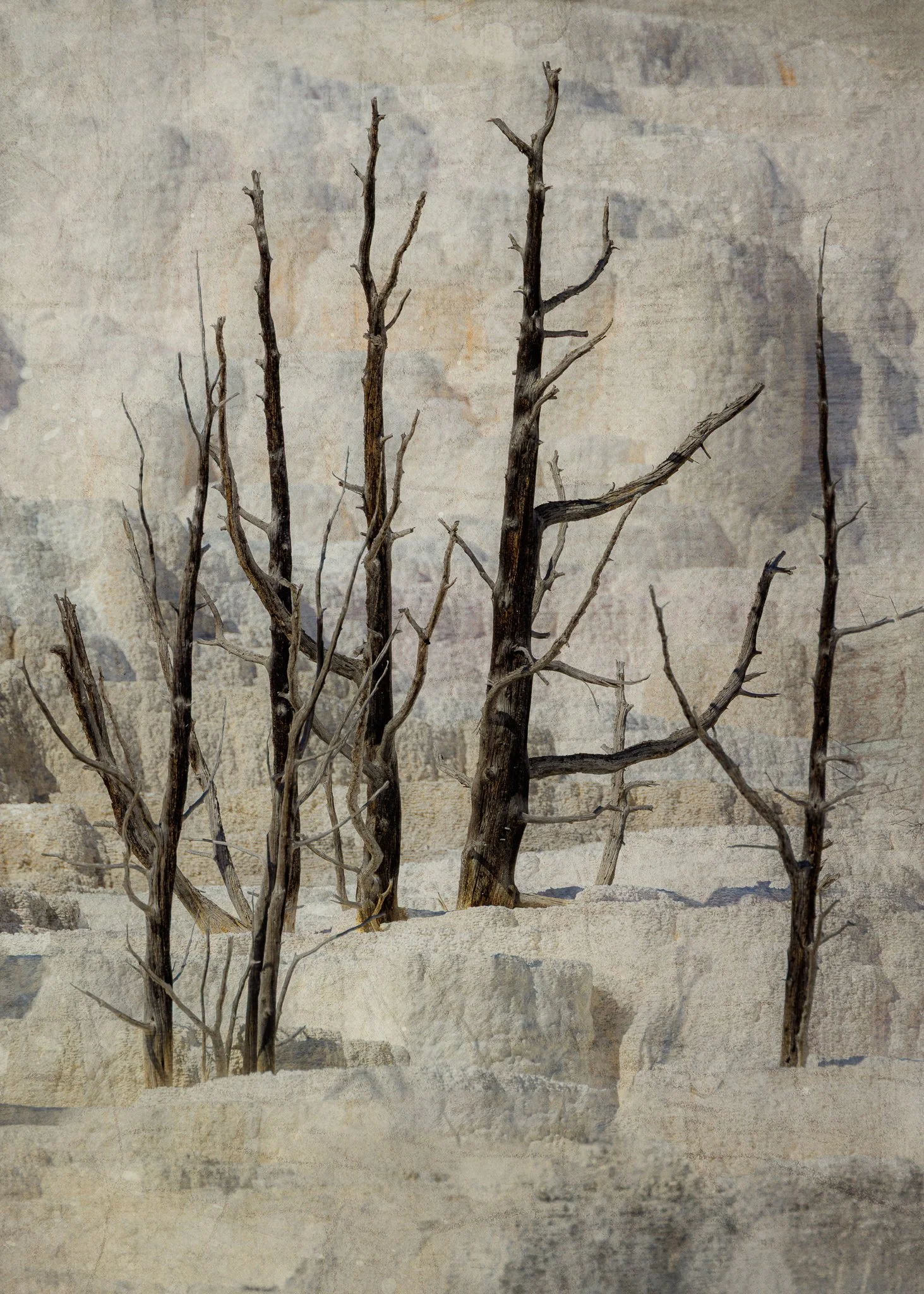 Rooted in Time | Yellowstone National Park, Wyoming | 2025