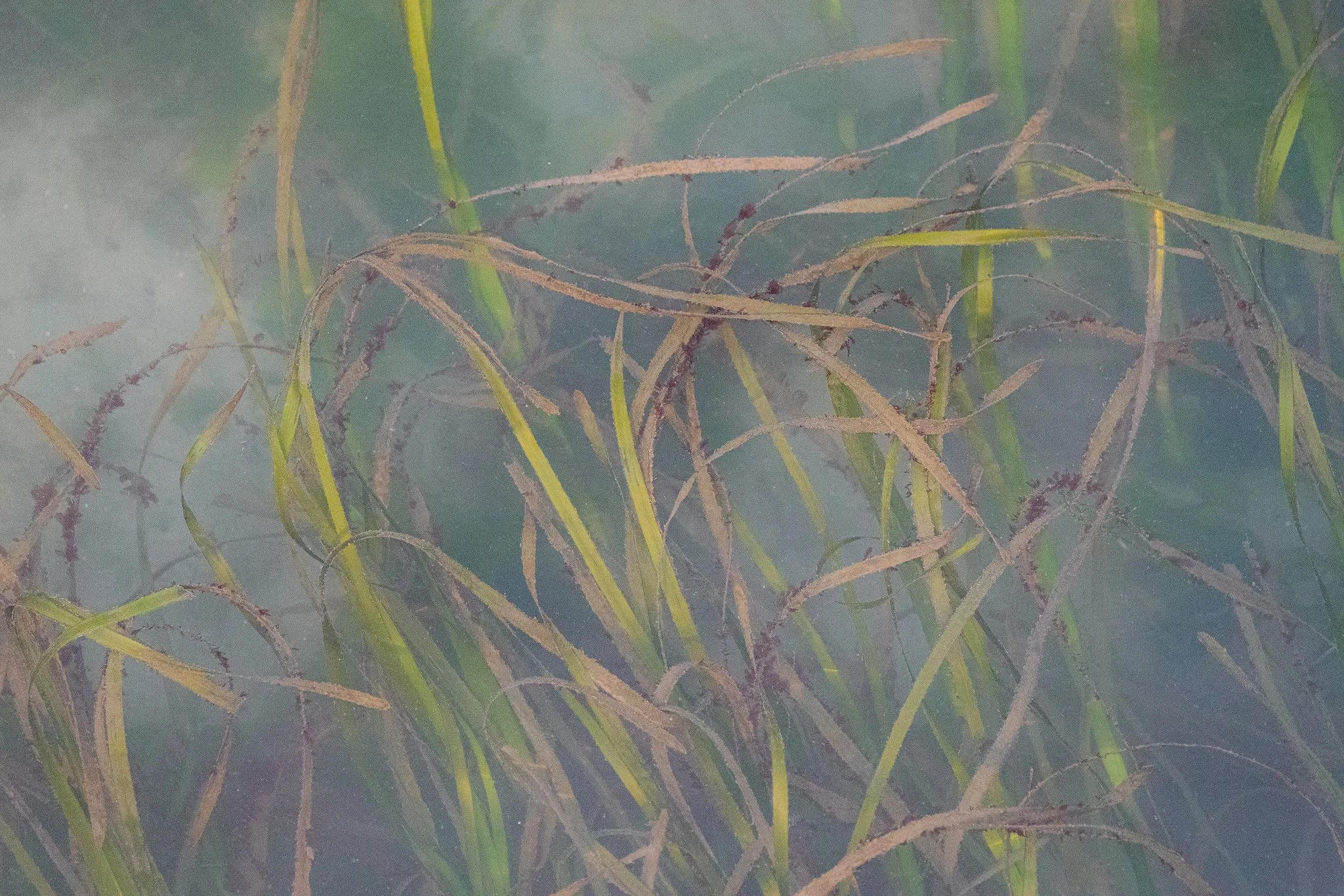 Greenwater Garden | Garibaldi, Oregon | 2024