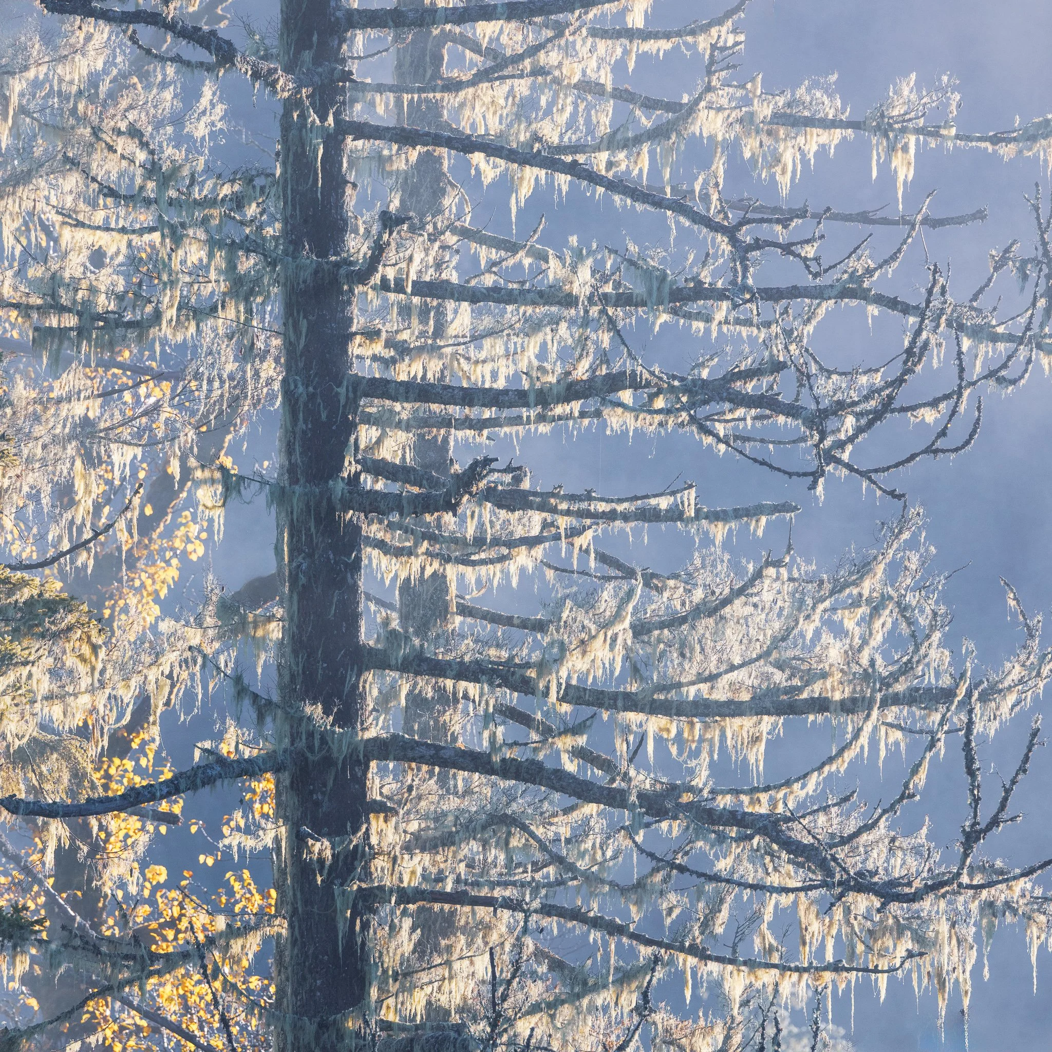 Held by Cold Light | Mt Rainier National Park, Washington | 2024