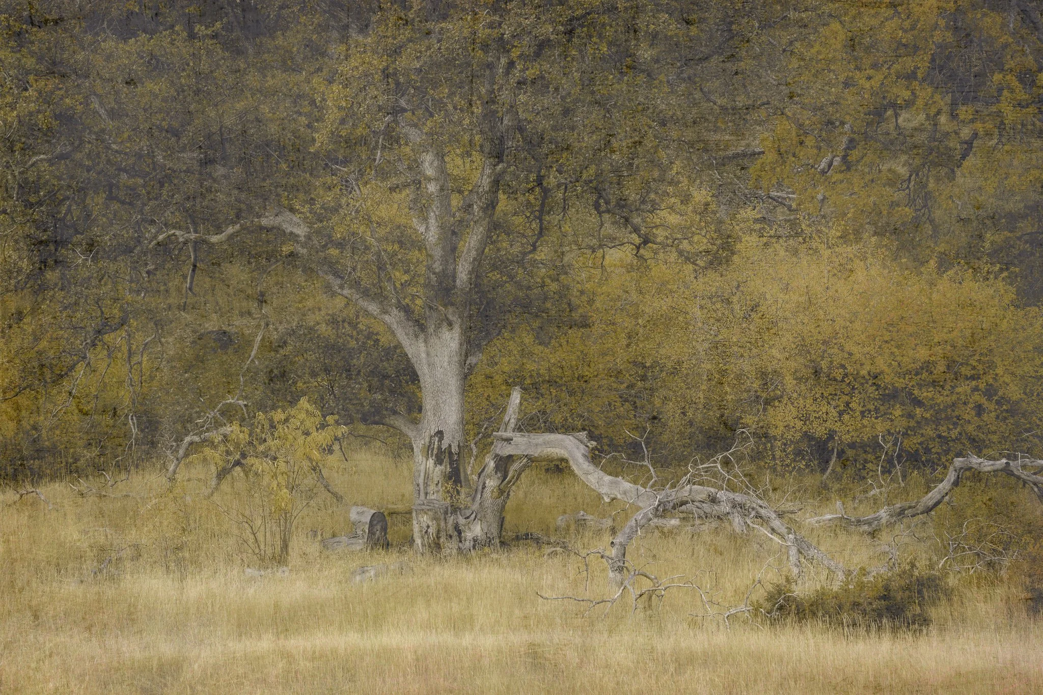 Autumns Muting | Columbia Hill State Park, Washington | 2025