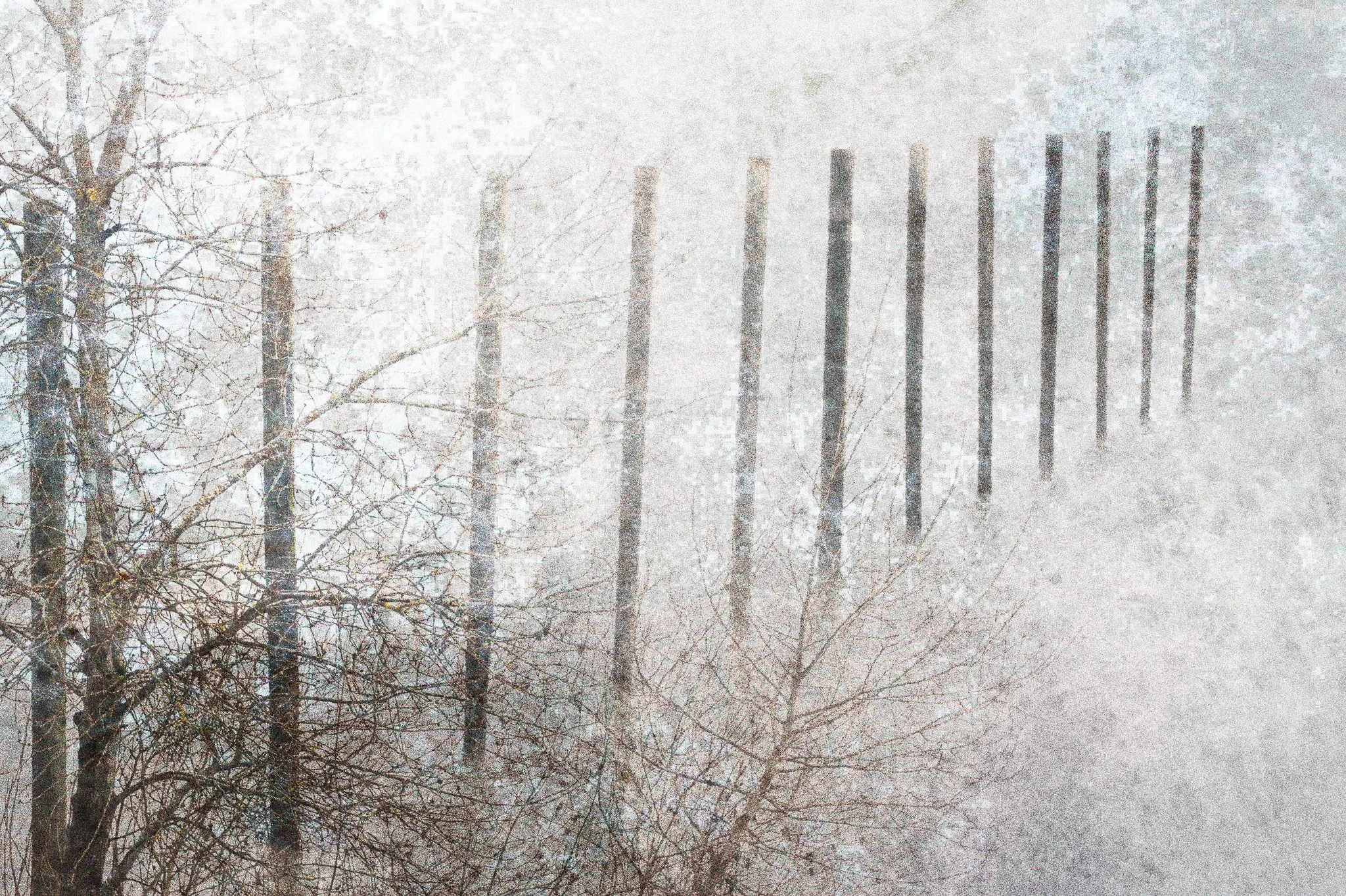 Silent Alignment  | Washington | 2022