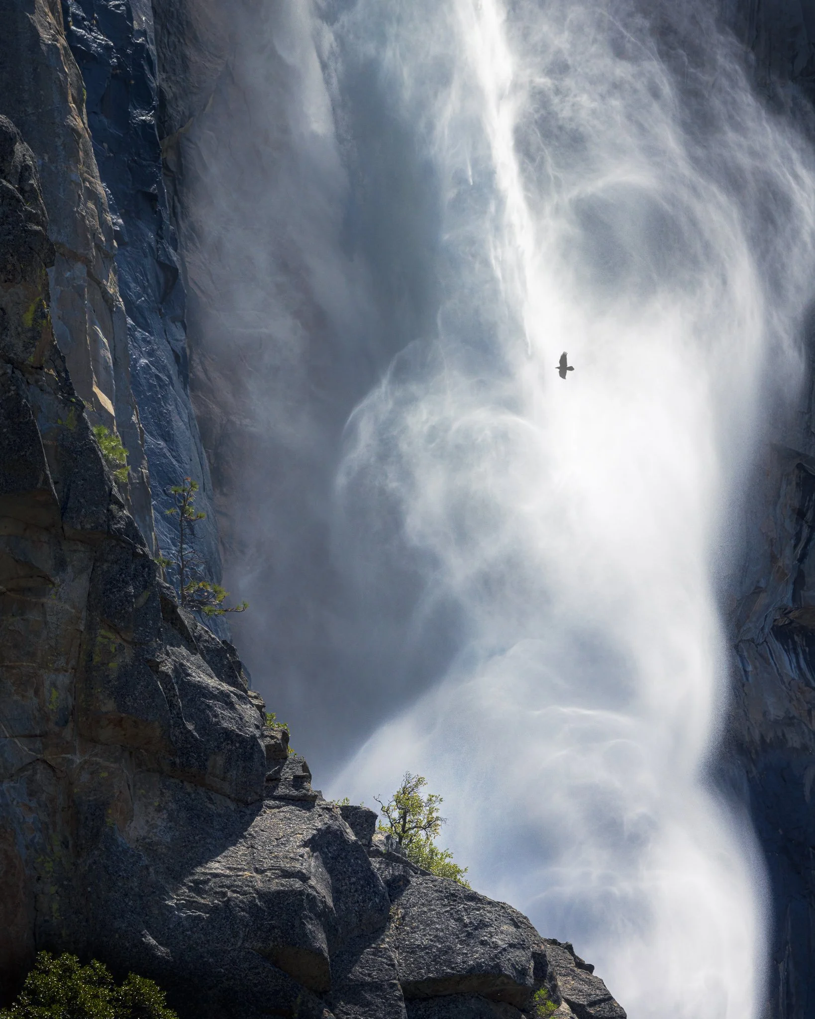 Carried by the Fall  | Yosemite National Park, California | 2023