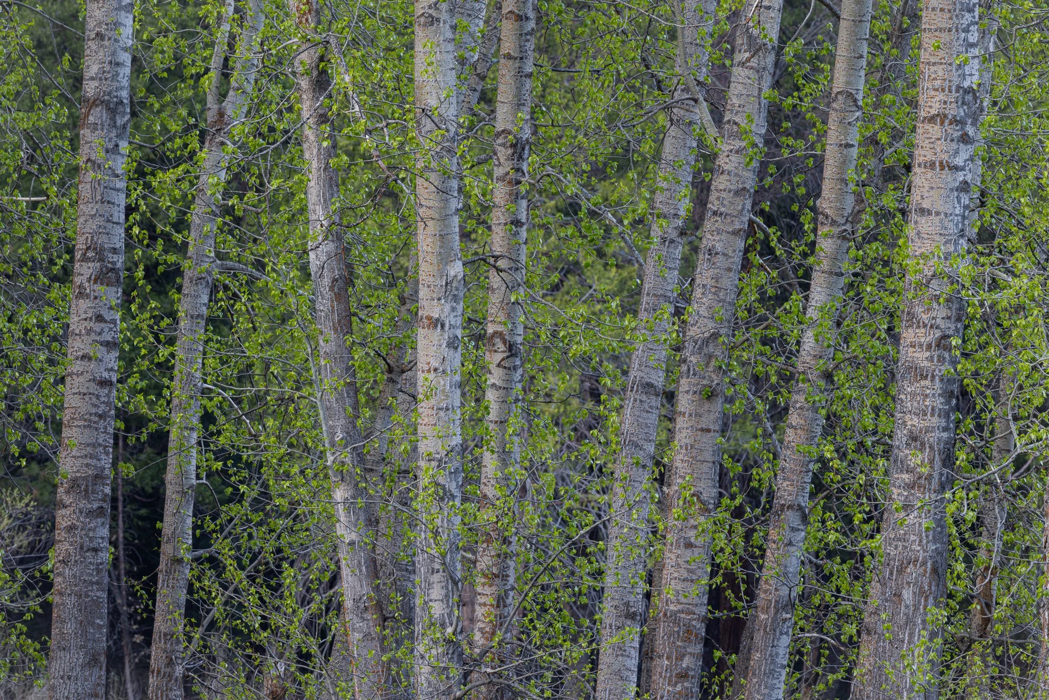 Spring Green | Yosemite National Park, California | 2023
