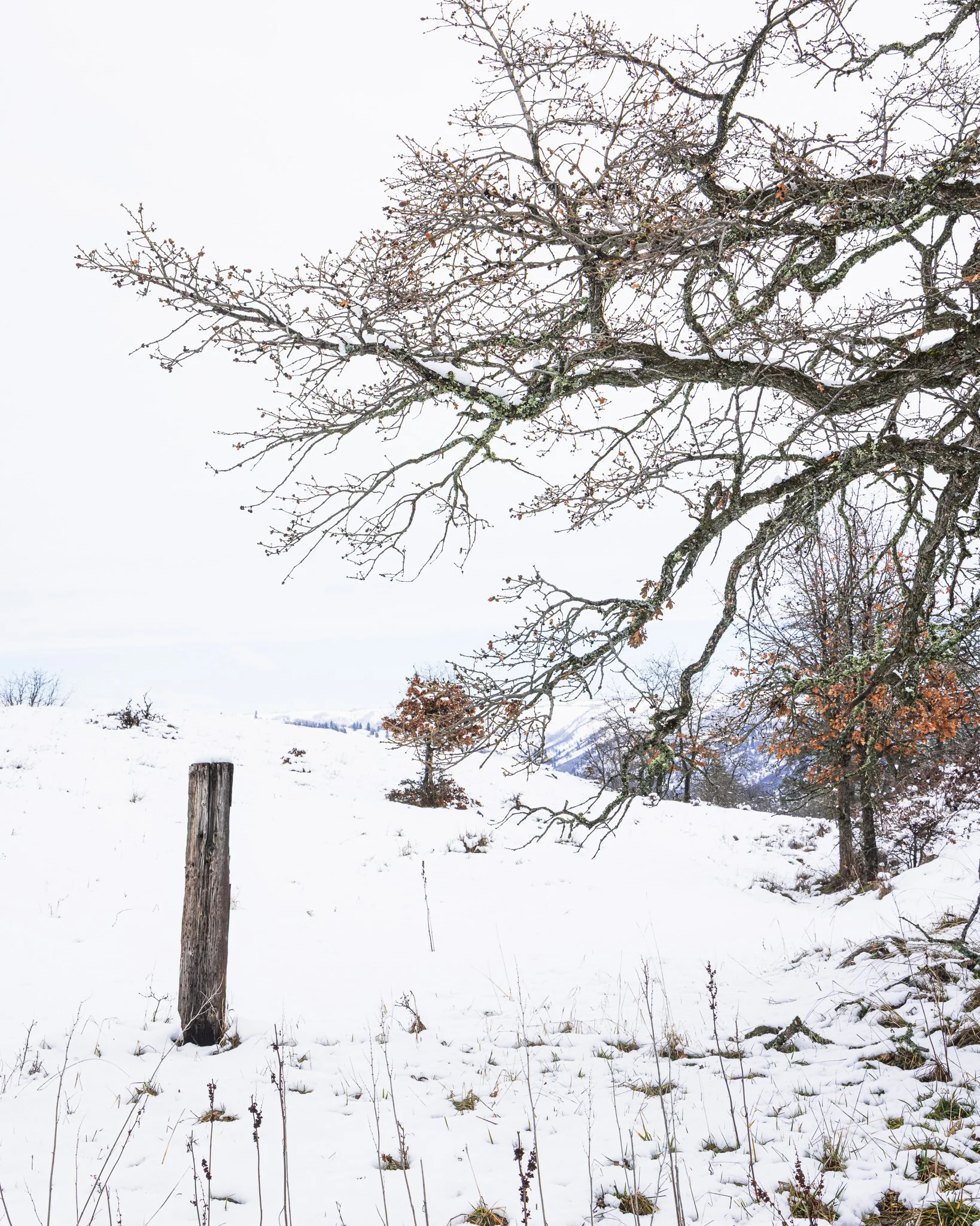 Quiet Silence | Oregon | 2024