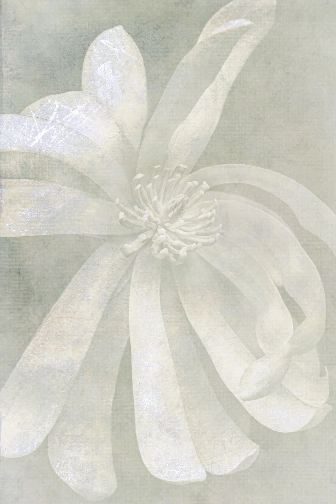 Among Gentle Things | Oregon | 2024