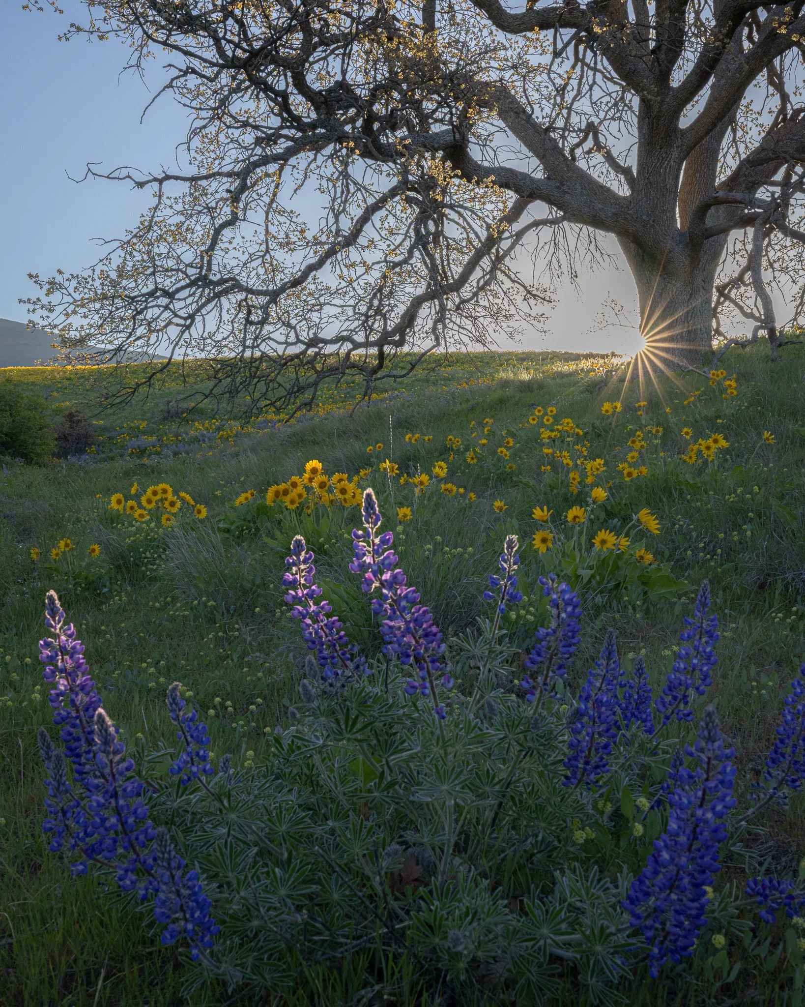 Held by the Morning | Columbia Hills State Park, Oregon | 2024