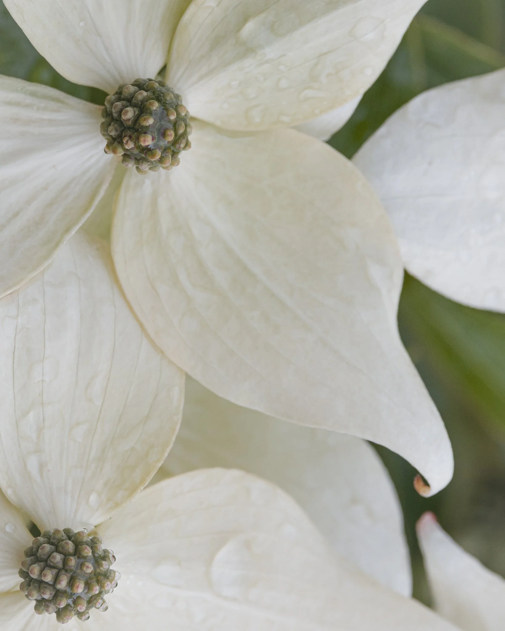 Petals of Grace | Oregon | 2025