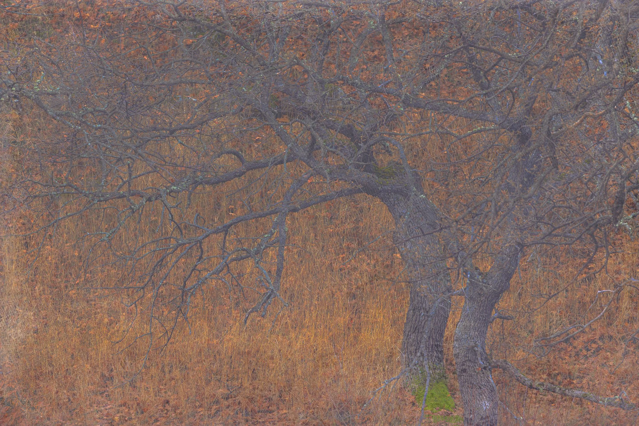 Will You Dance | Columbia Hills State Park, Washington | 2024