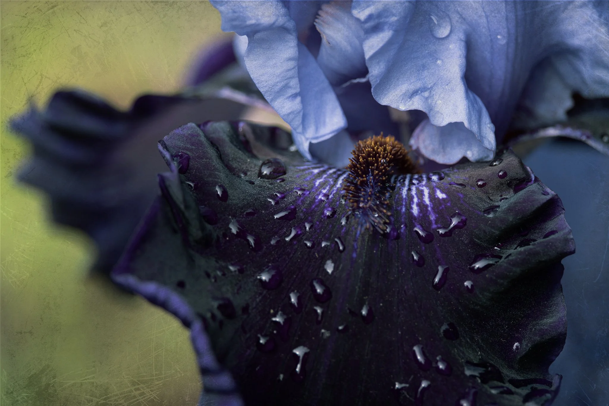 Full Blown | Oregon | 2024