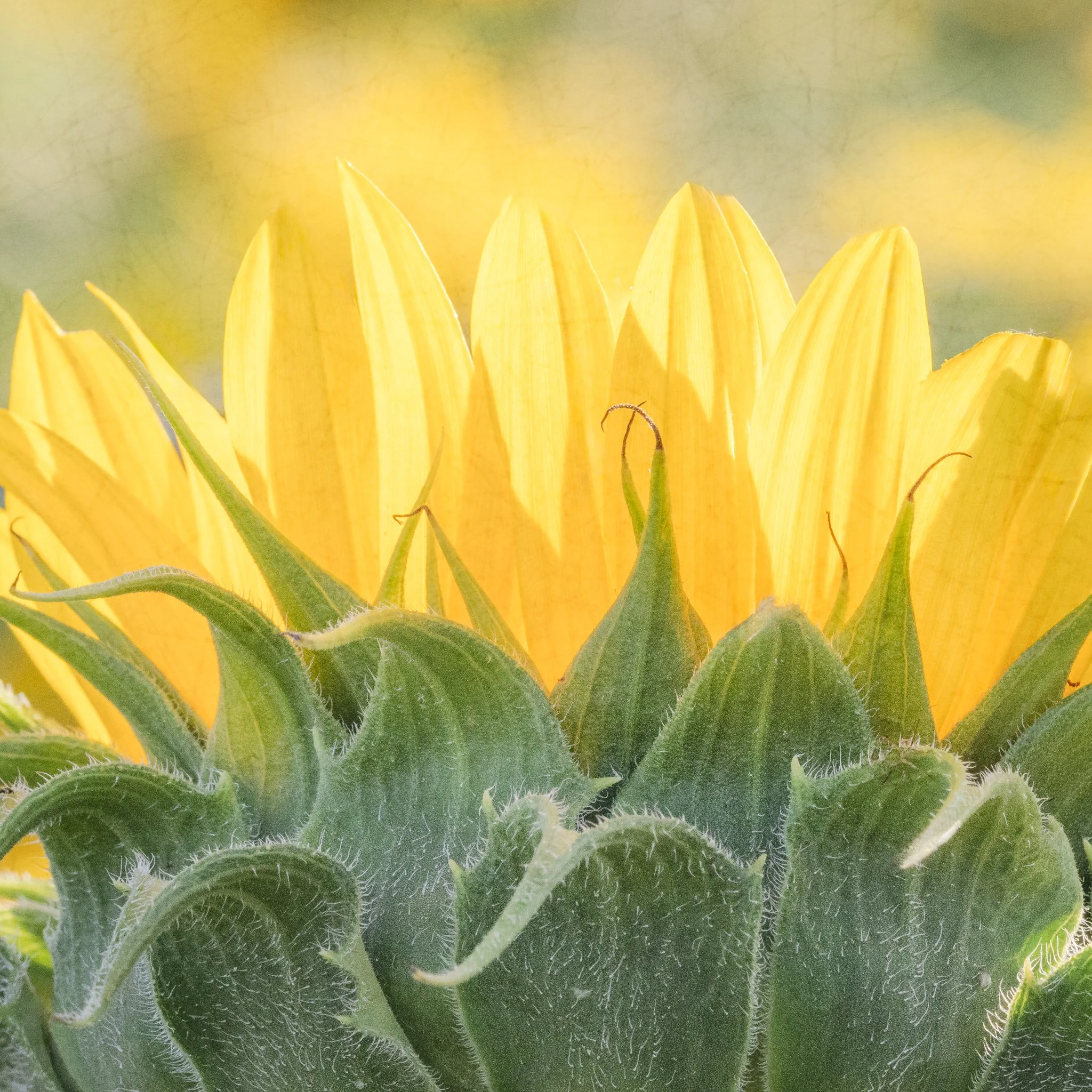 Shiny and Bright | Oregon | 2025