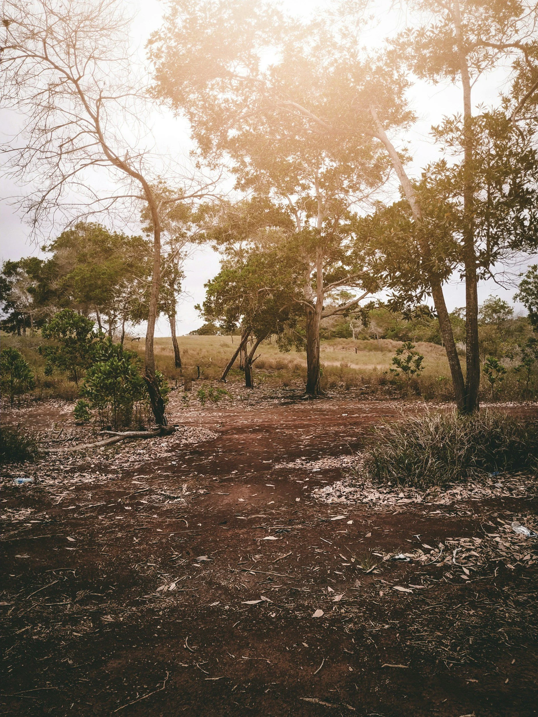 A dirt path through a forest with various trees and dry grass, under a hazy sky.