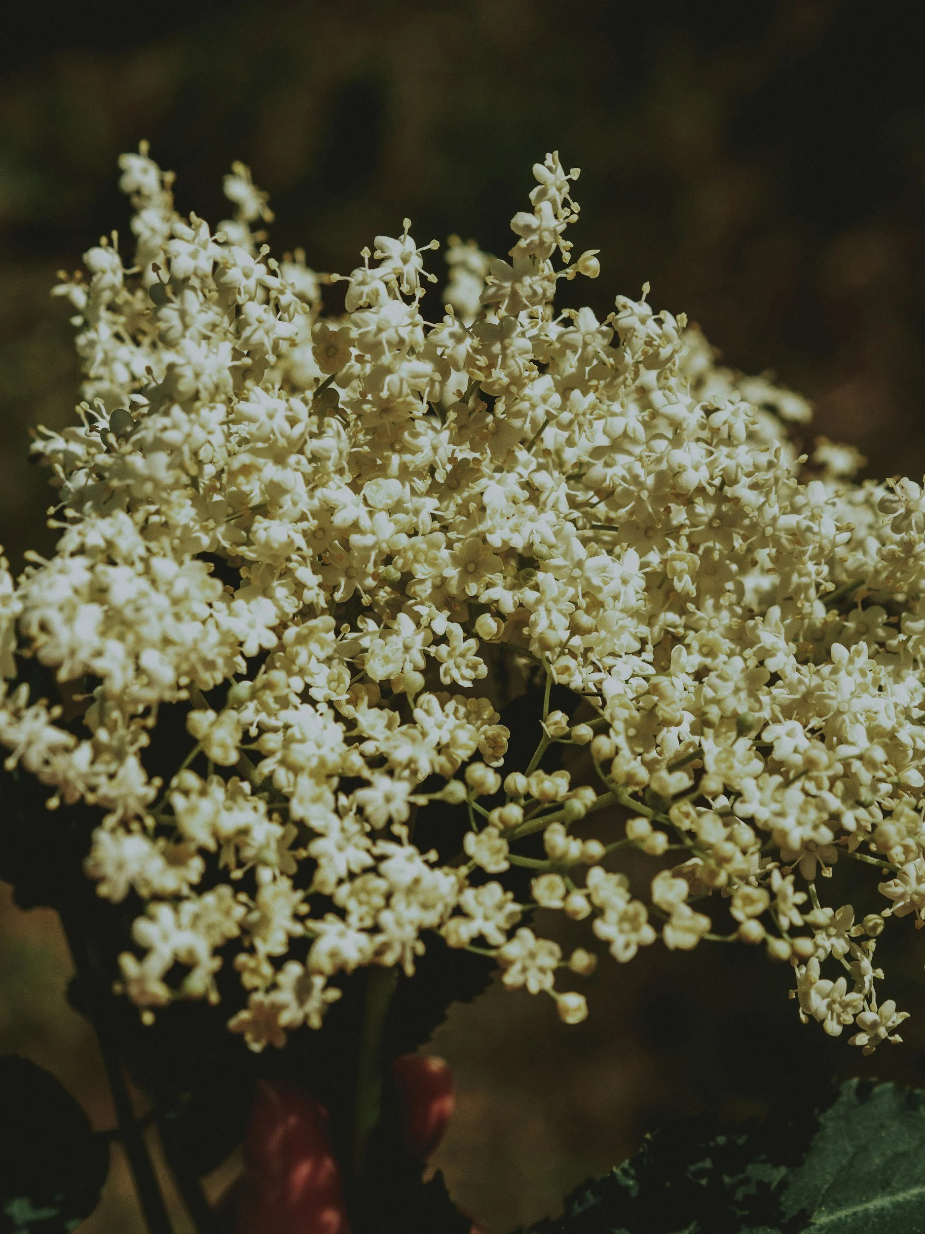 Close-up of a cluster of small, white flowers with dark green foliage in the background.