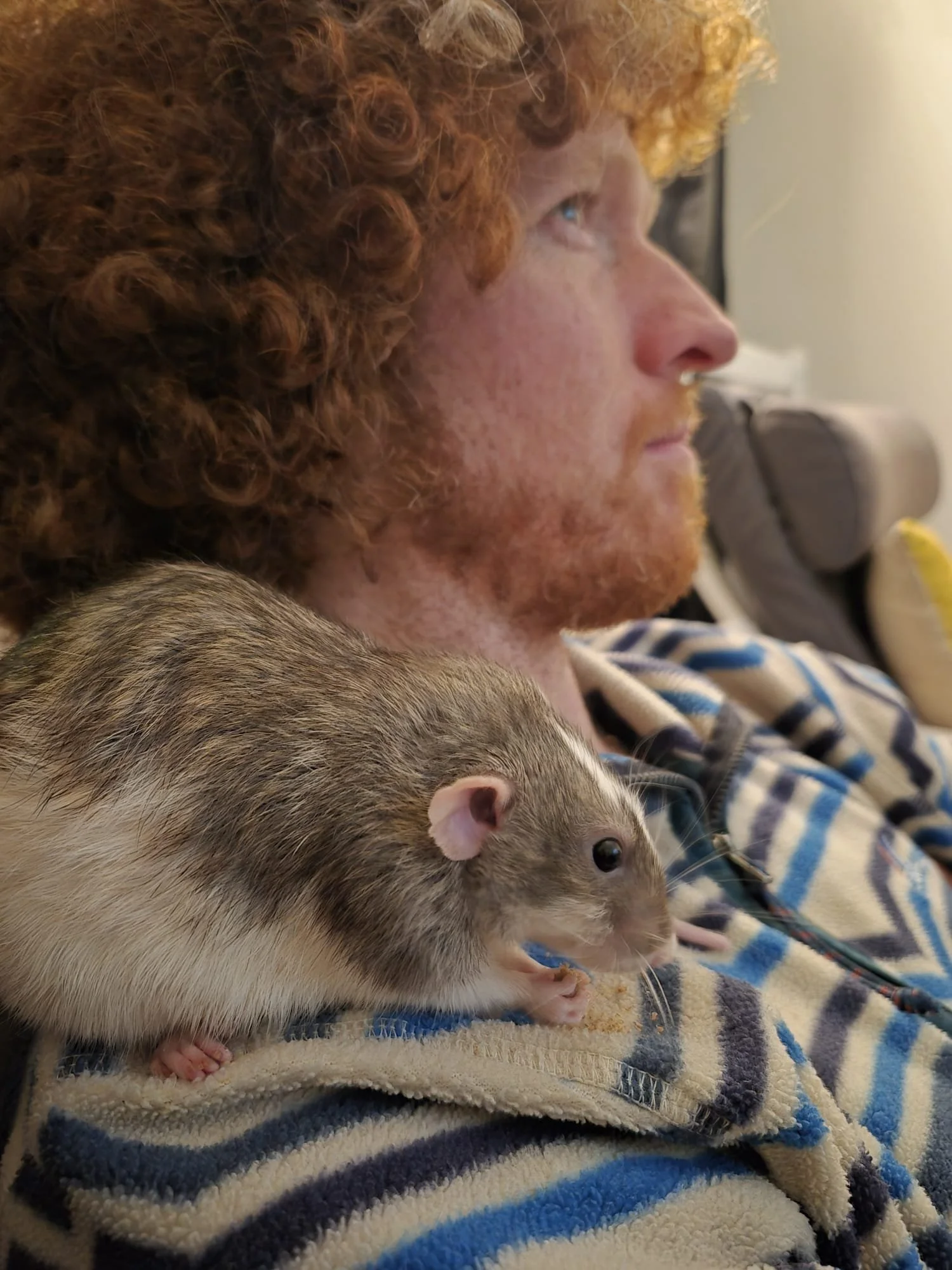Zeus the rat sitting on Alan's shoulder