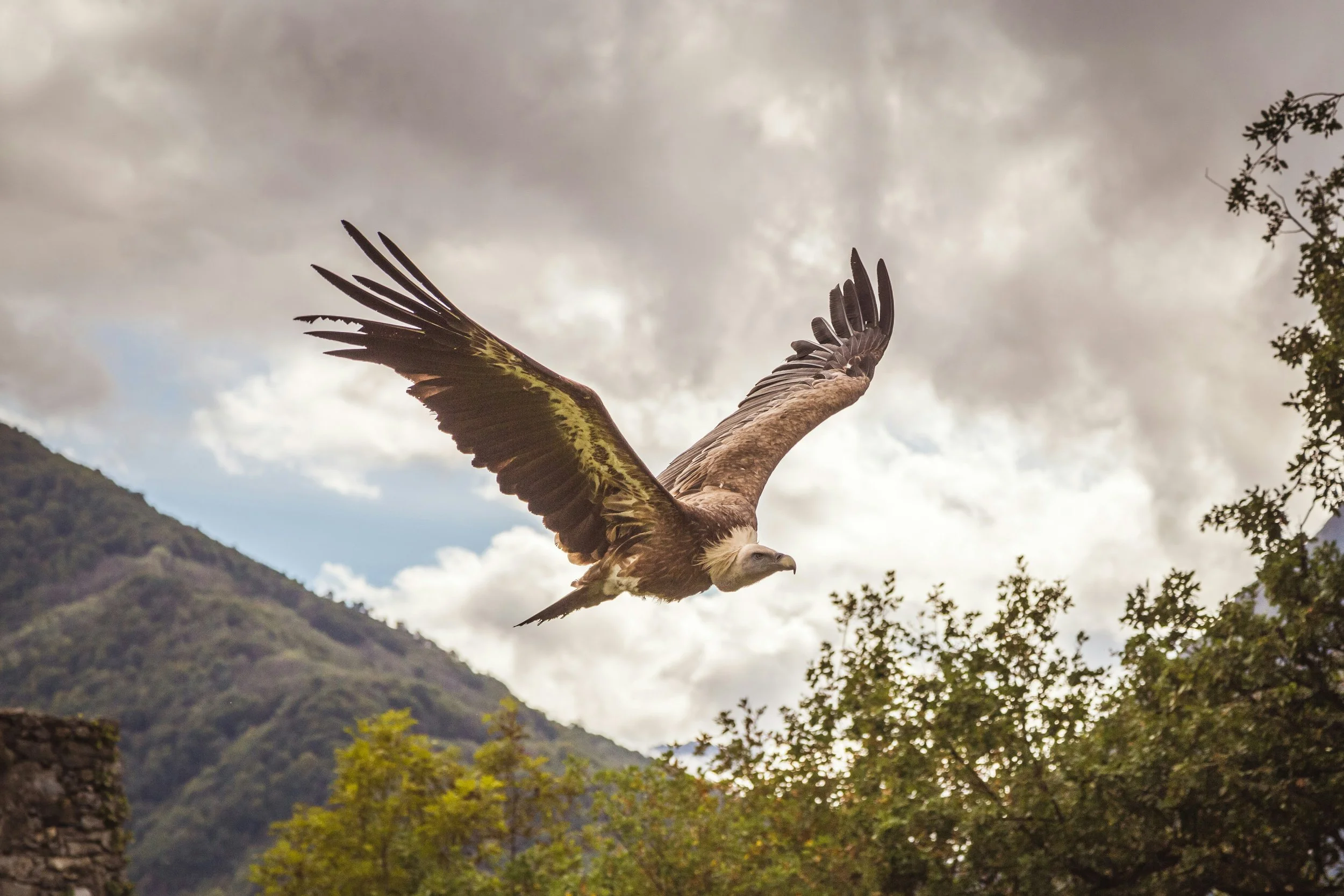 A large bird of prey, likely a vulture or eagle, flying in the sky with mountains and trees in the background.