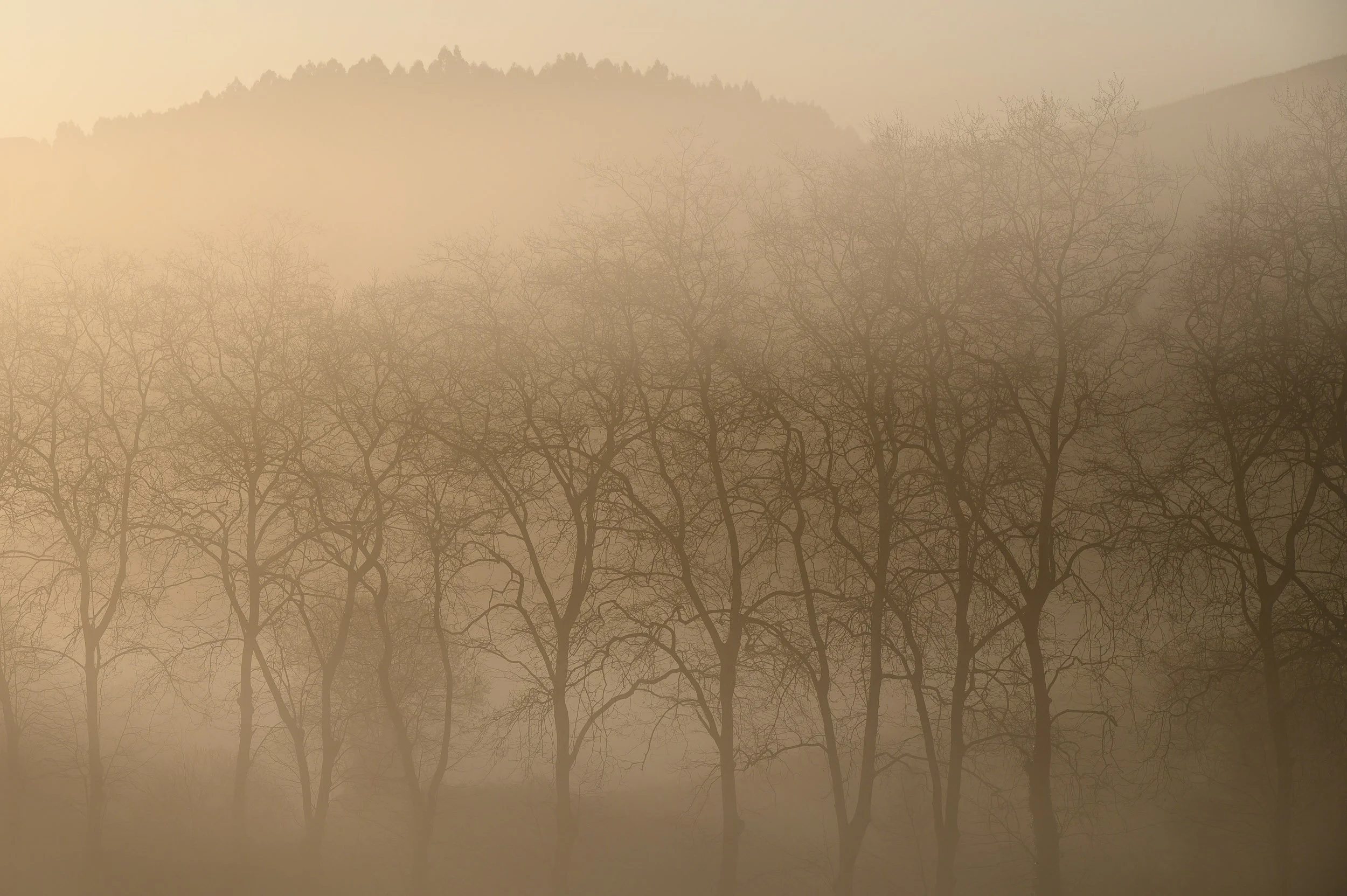 niebla-caseria.jpg
