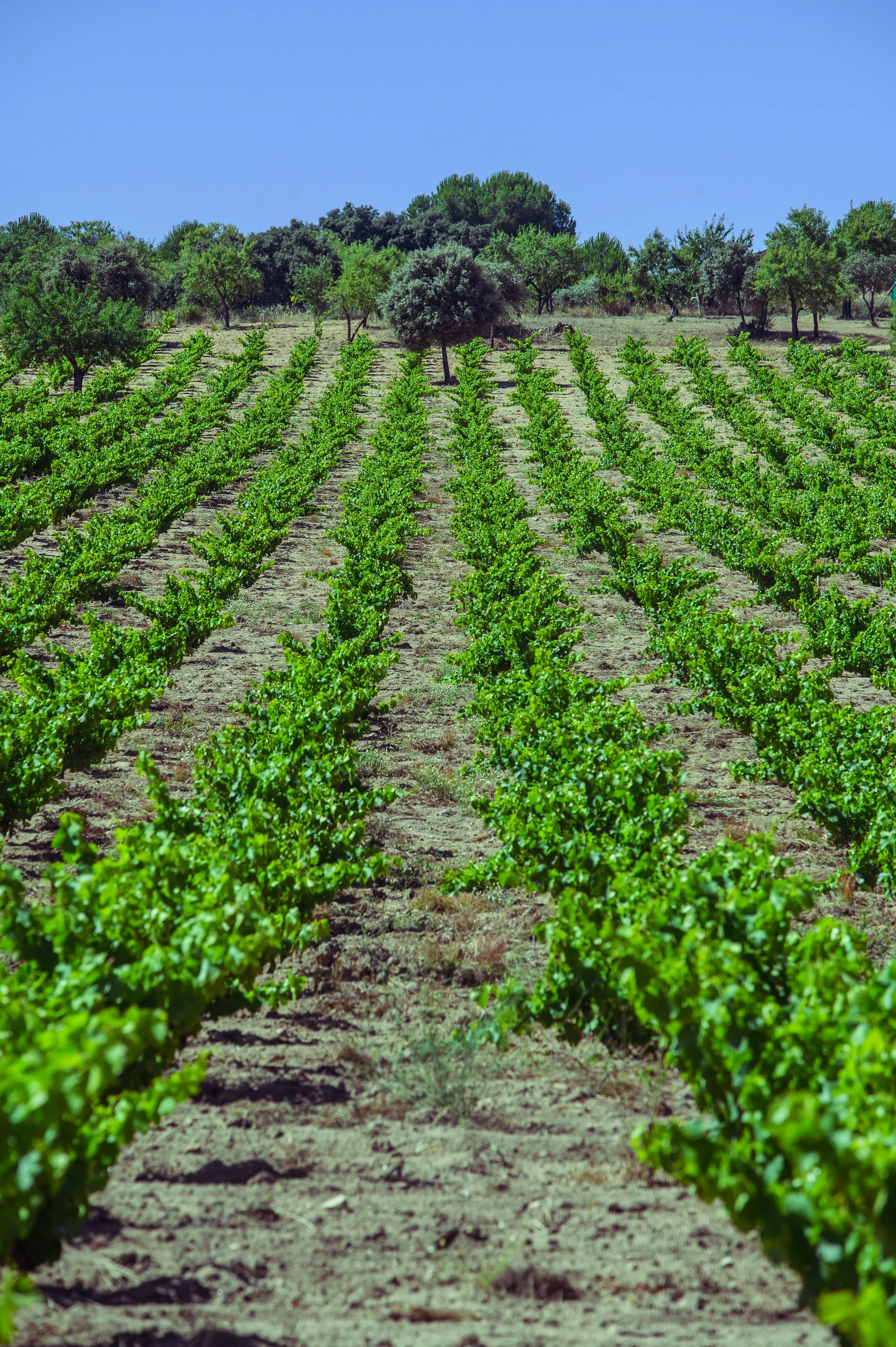 Viñedos en San Martín de Valdeiglesias, Madrid