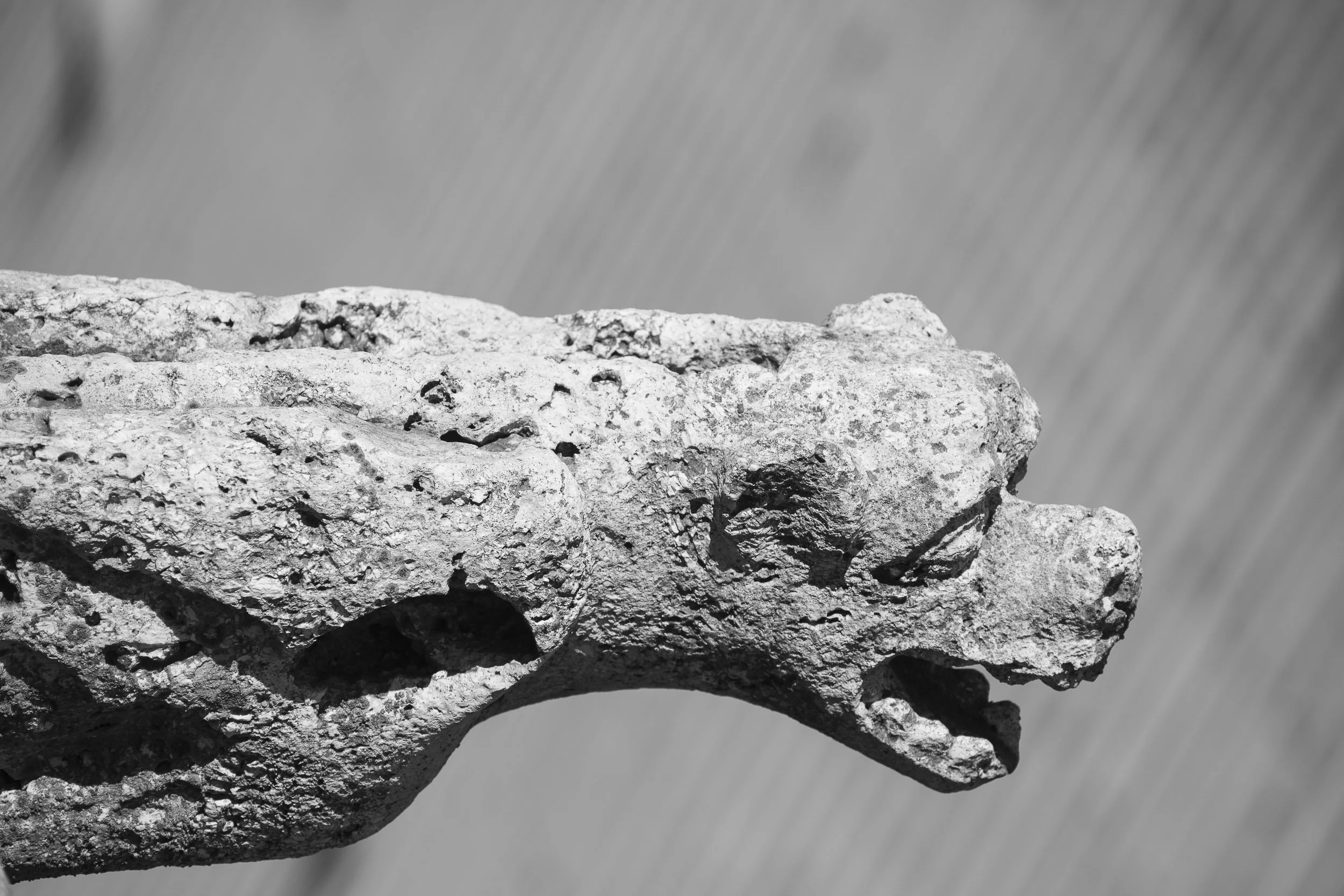 Una gárgola de la Catedral de Chartres