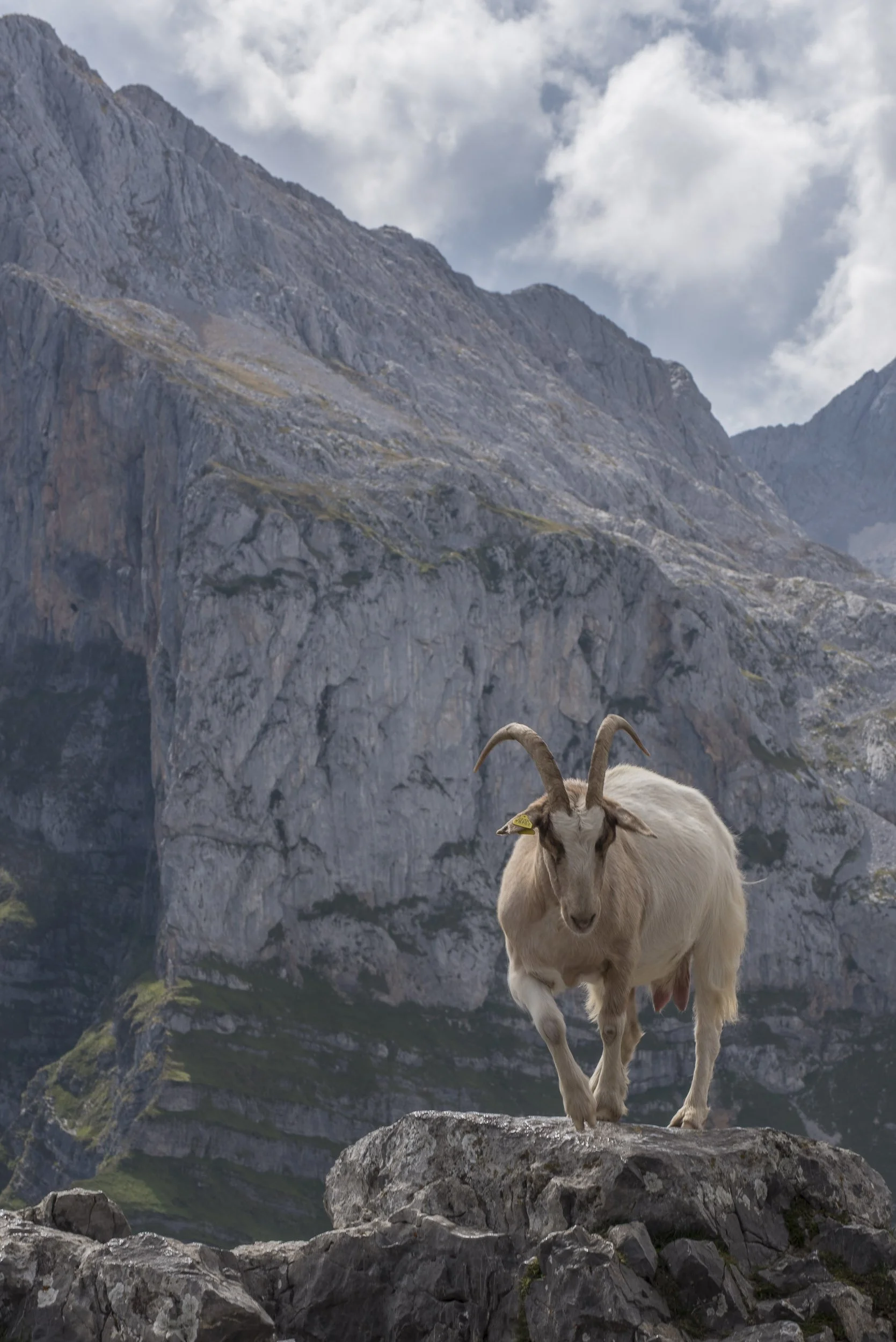 Fuente Dé, Cantabria