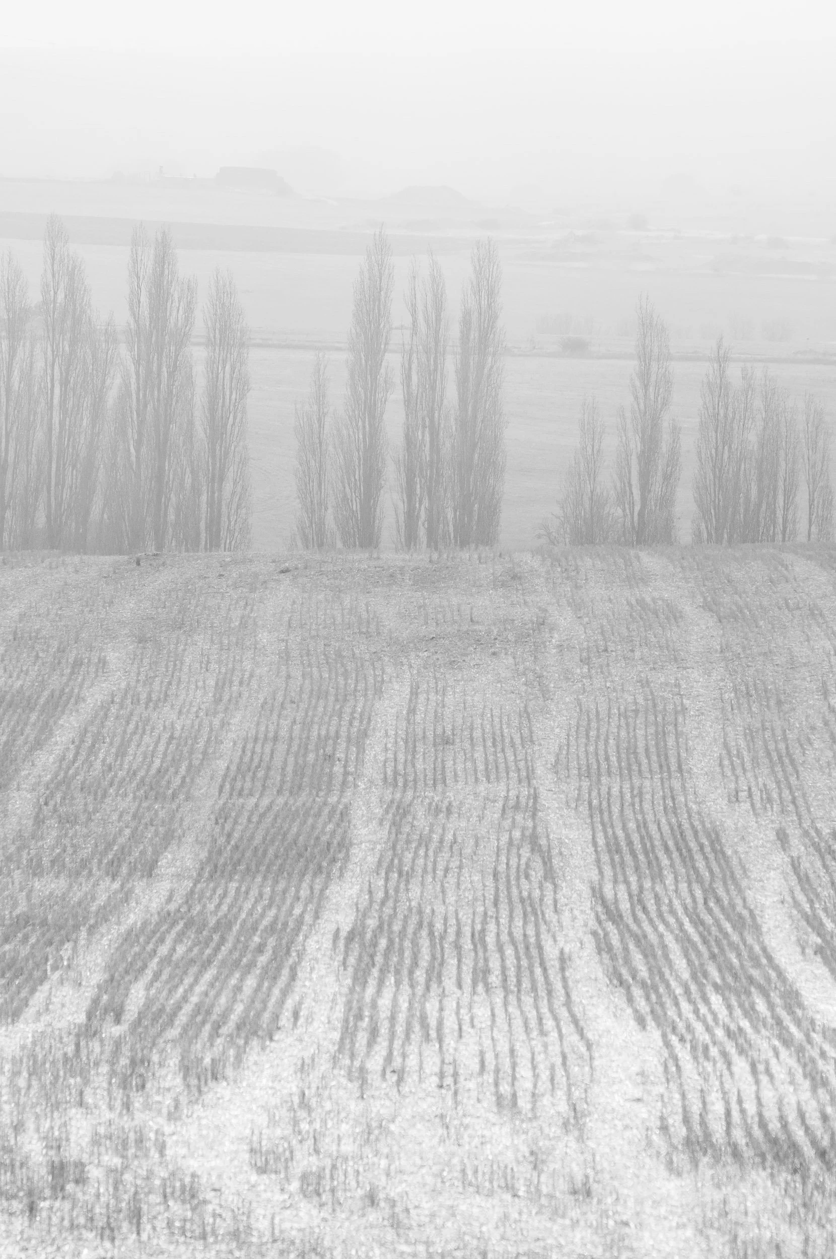 Campos en la niebla, Urueñas, Segovia