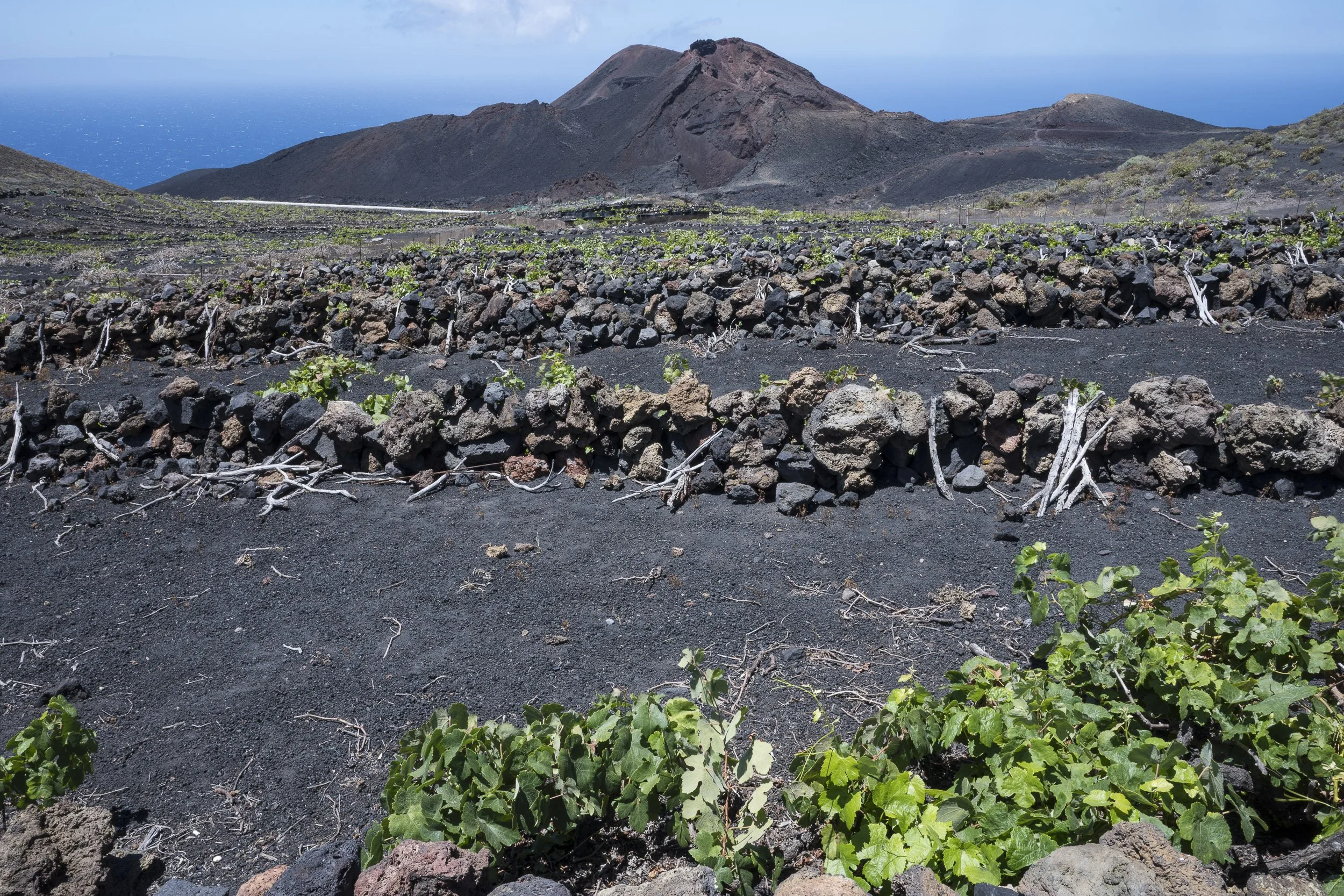 Vides en la Ruta de los volcanes, La Palma