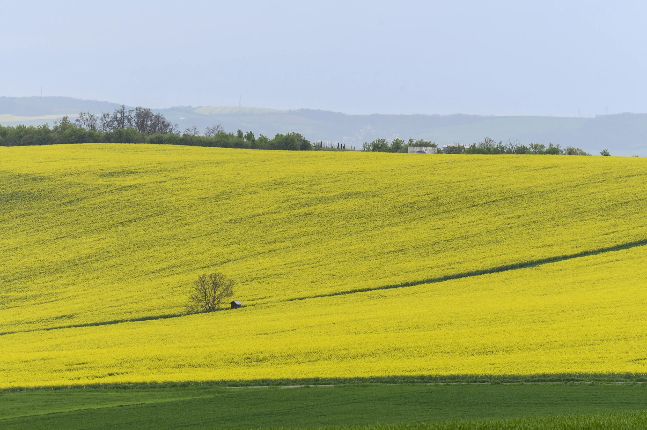 Campos de soja en el terreno de la batalla de Austerliz, República Checa