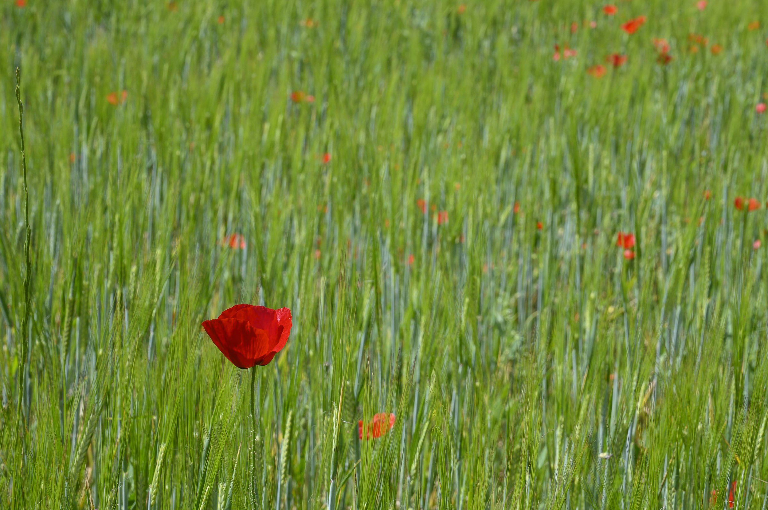 Una amapola en Ambite, Madrid