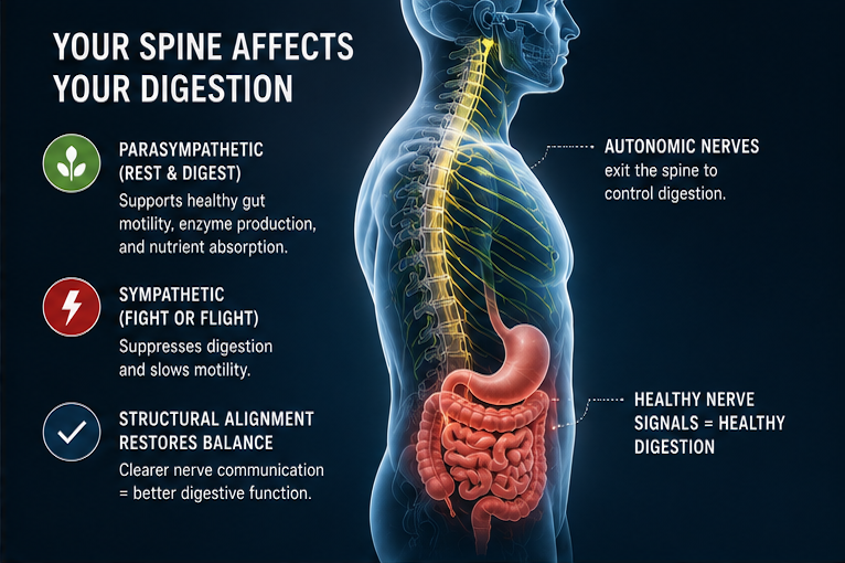 Spine and digestive system showing autonomic nerves exiting the spine to control digestion with parasympathetic rest-and-digest versus sympathetic fight-or-flight balance