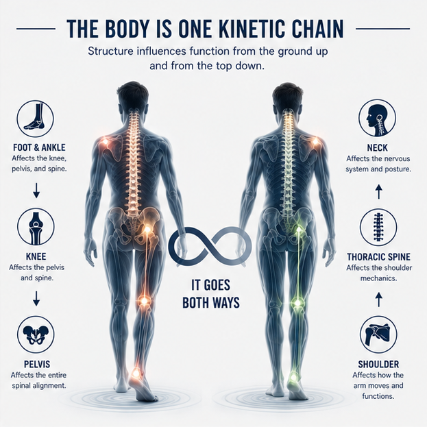 Kinetic chain diagram showing foot and ankle affecting knee pelvis and spine from below while neck affects thoracic spine and shoulder from above with the message: it goes both ways