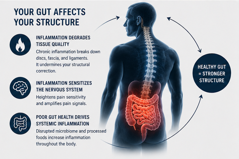 Gut affects spinal structure through three mechanisms: inflammation degrades disc and fascia quality, sensitizes the nervous system, and poor gut health drives systemic inflammation