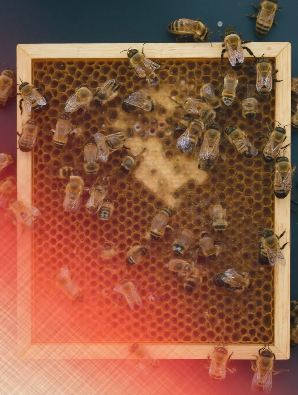Beekeeping frame with honeycomb and worker bees crawling on it