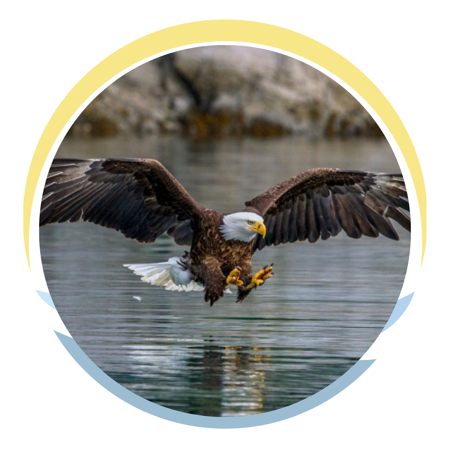 A bald eagle with outstretched wings flying low over water.