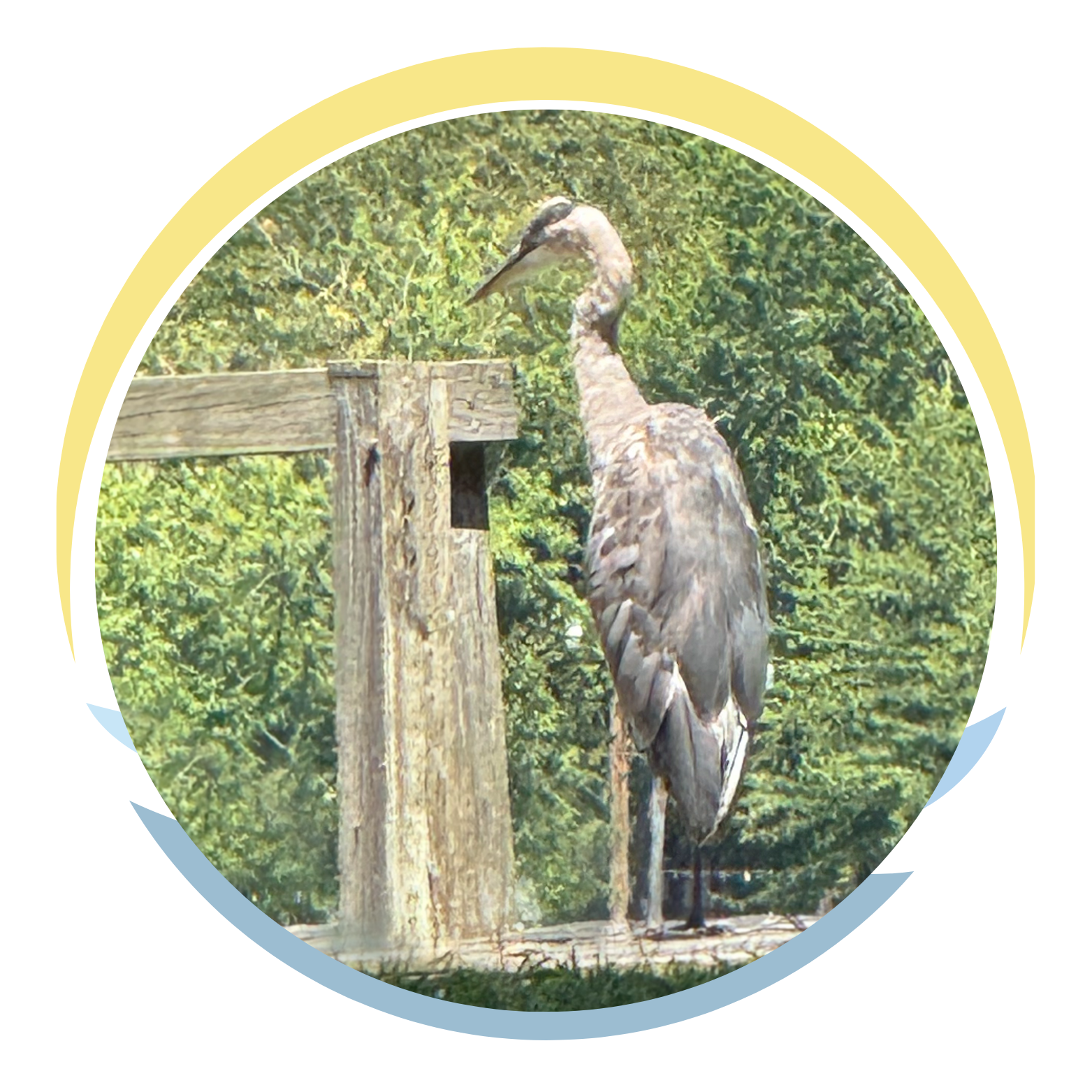 A large heron standing next to a weathered wooden post with green foliage in the background.