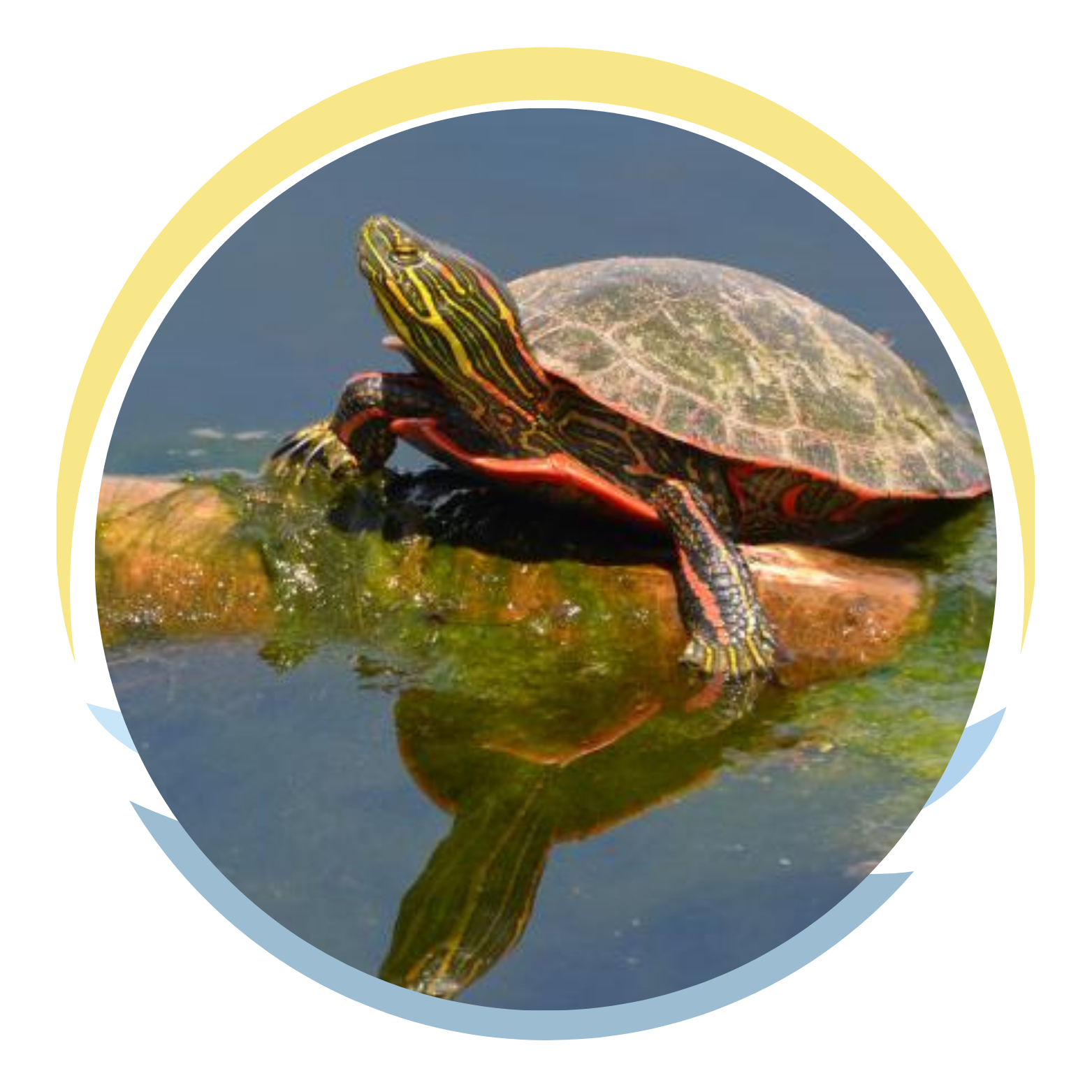 A painted turtle resting on a rock in a body of water.