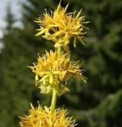 Top 5 Herbs to Soothe the Gut