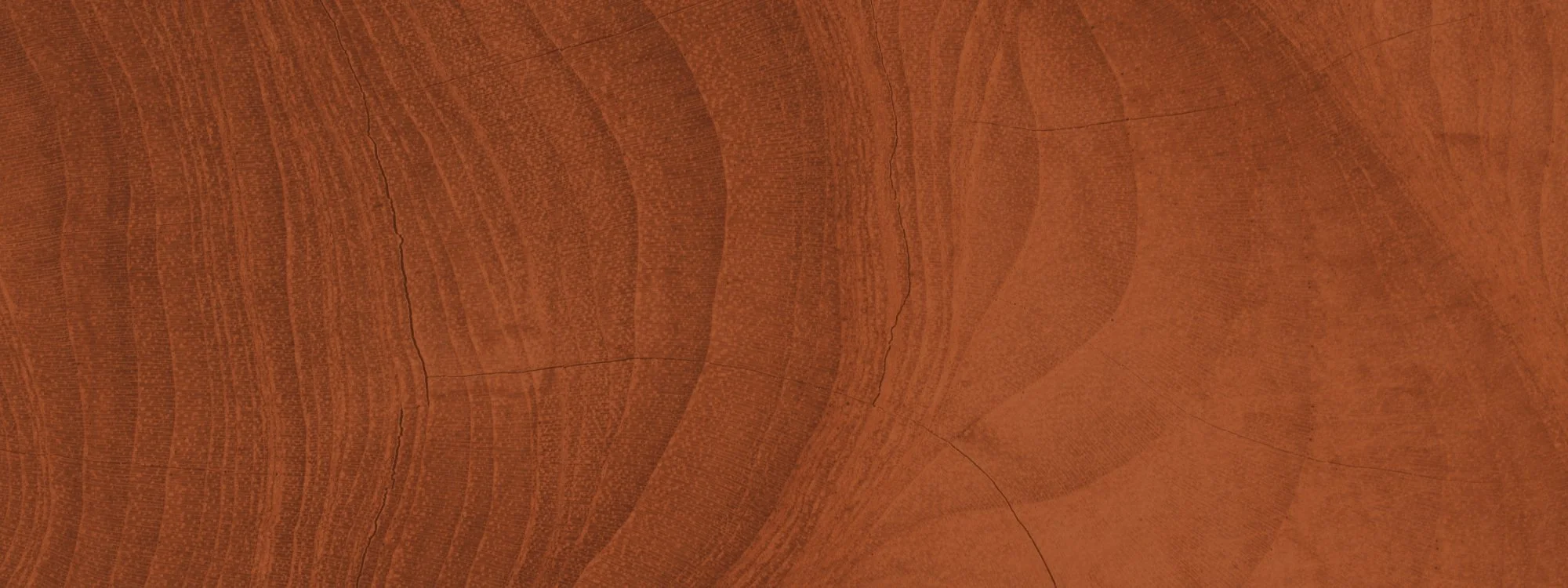 Close-up of tree rings on a wooden surface.