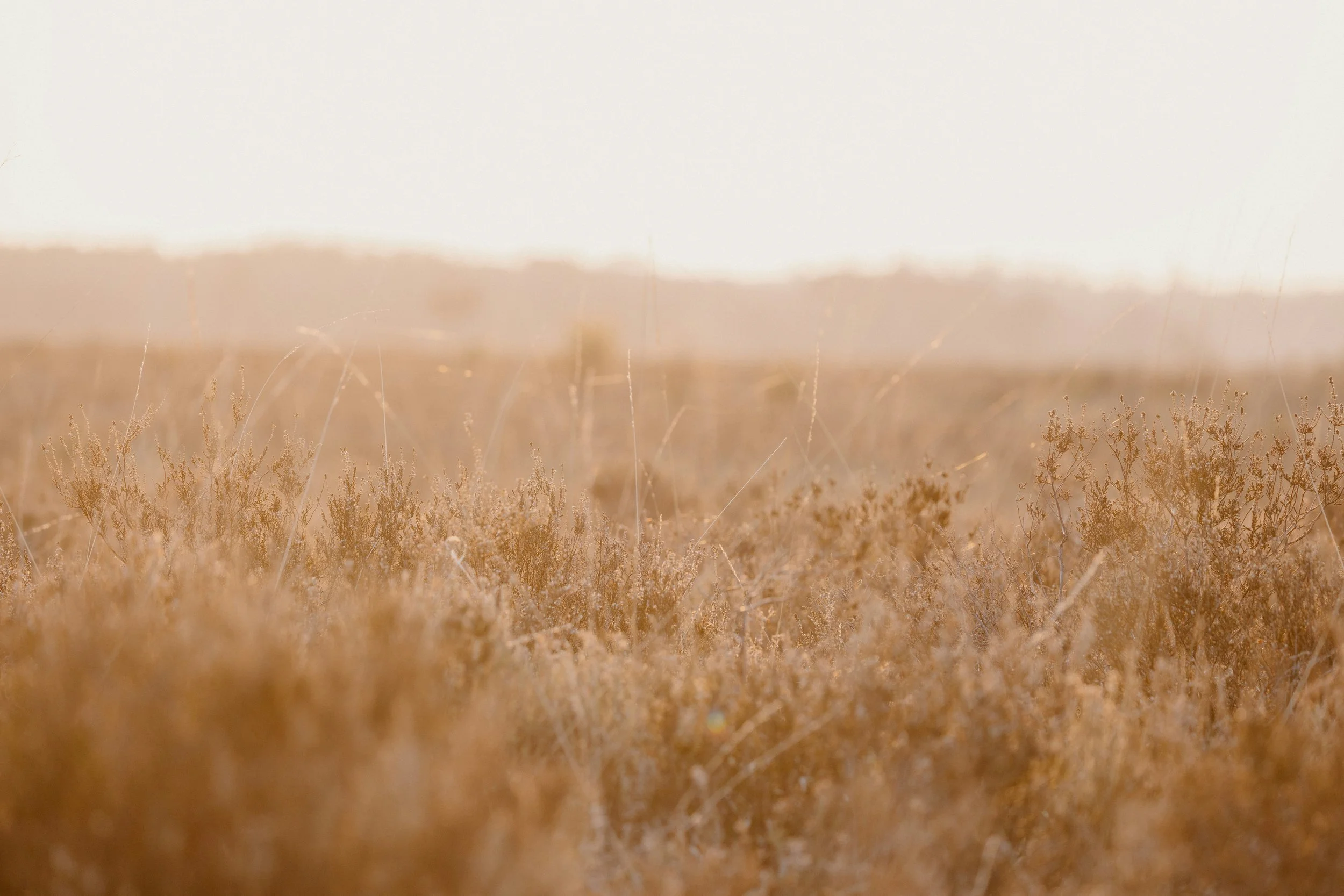 Field of native grasses and shrubs in a during sunset