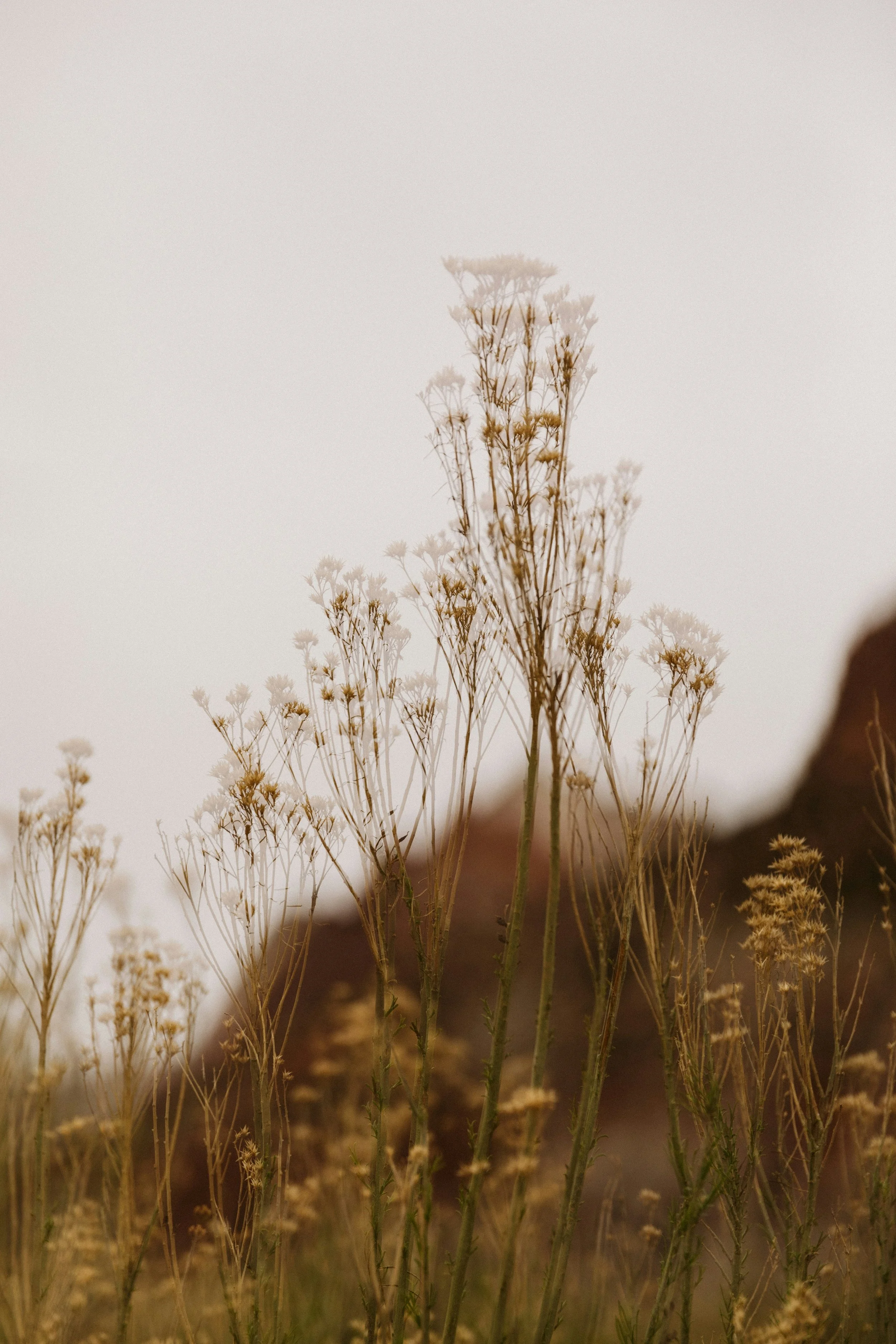 Wildflowers in a desert landscape with rocky hills in the background under overcast sky.
