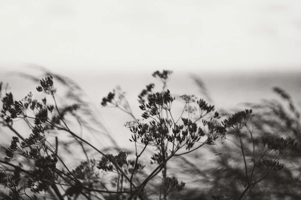 Black and white photograph of wild plants and flowers with a blurred background of water in the distance.